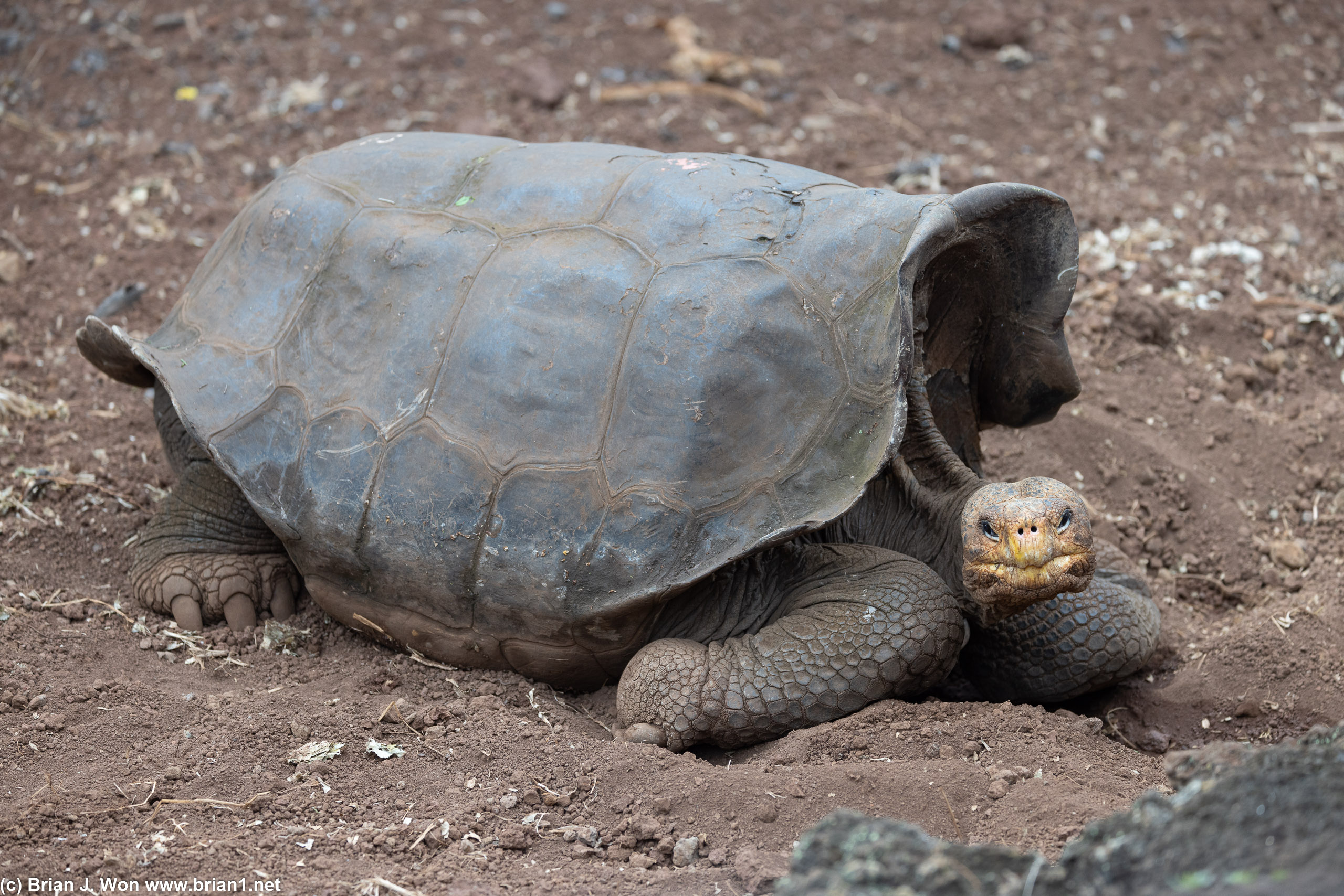 Giant tortoise at Charles Darwin Research Station on Isla Santa Cruz.
