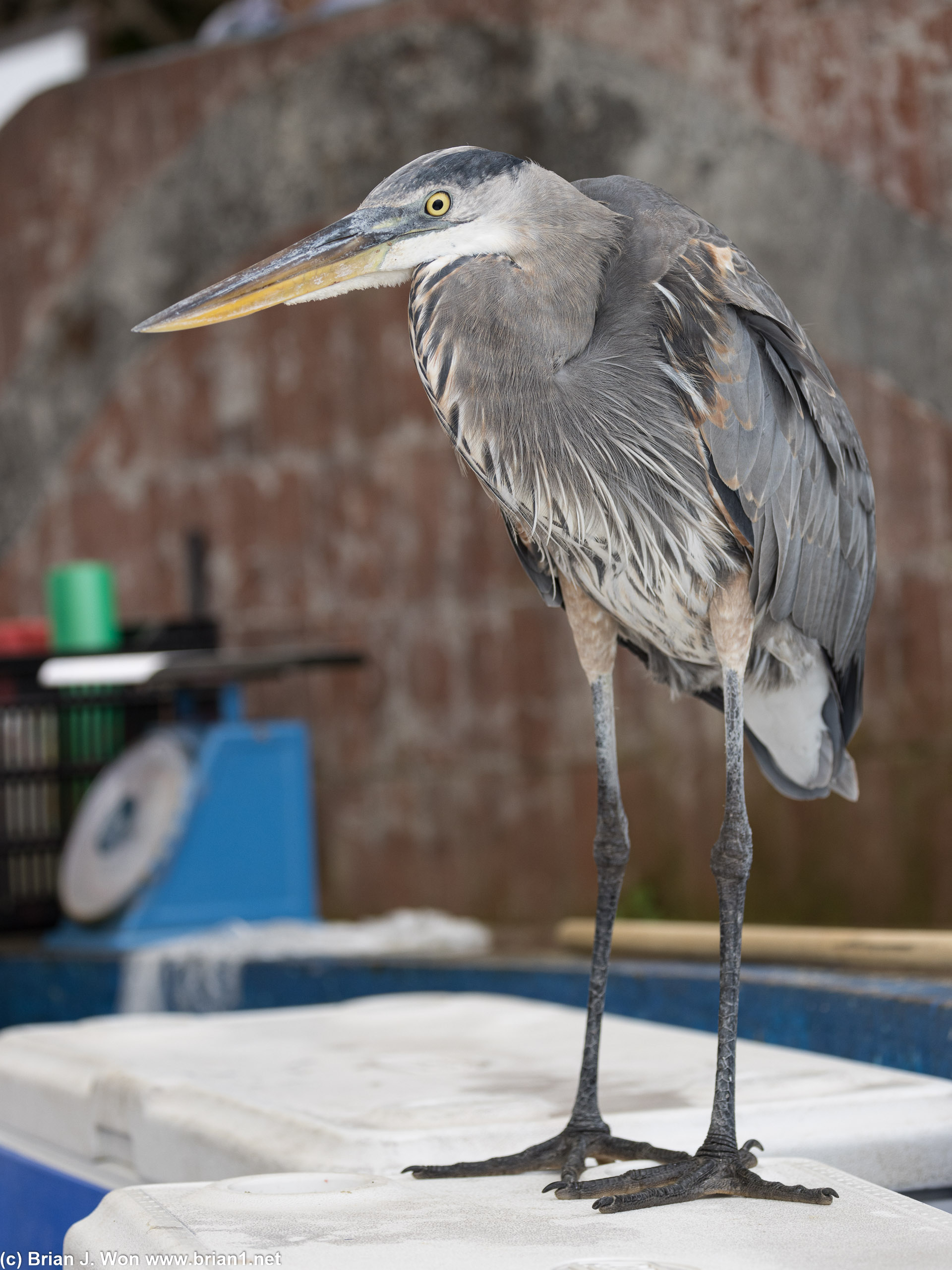 Great blue heron waiting to harass the fishmonger.