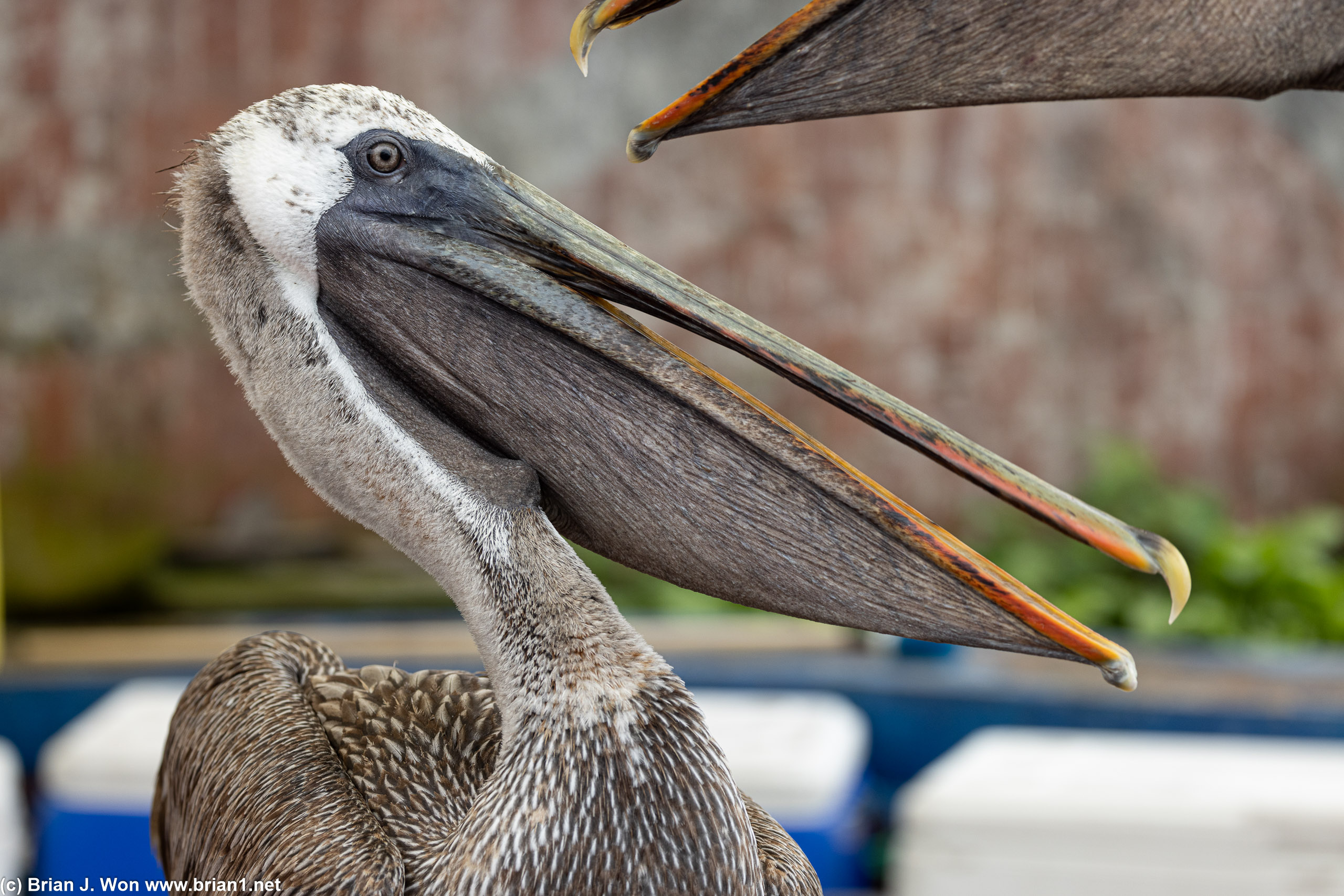 Pelicans fighting at the fish market.