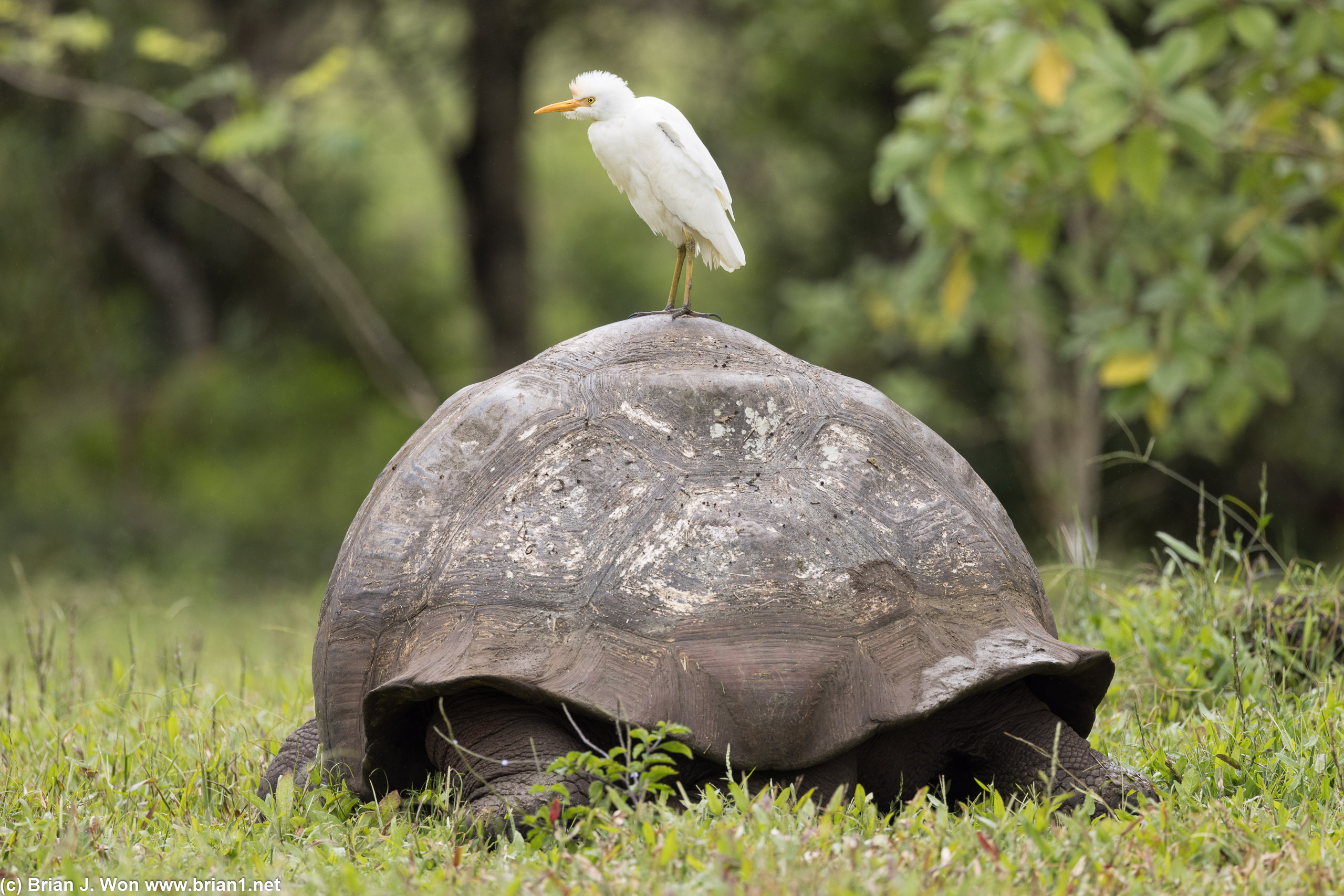 No clue what kind of bird this is, but s/he's perched atop a giant tortoise.
