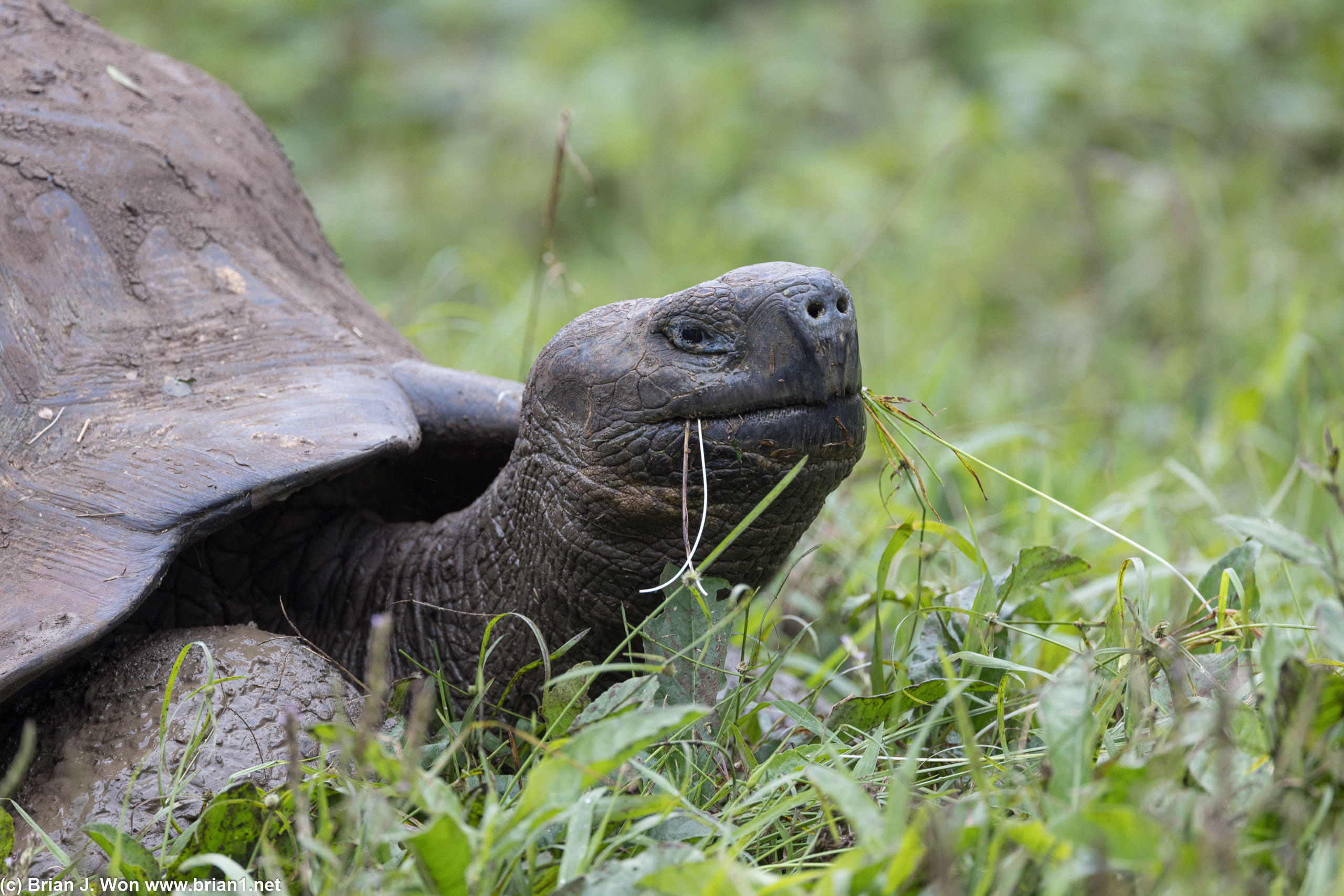 Santa Cruz island giant tortoise.