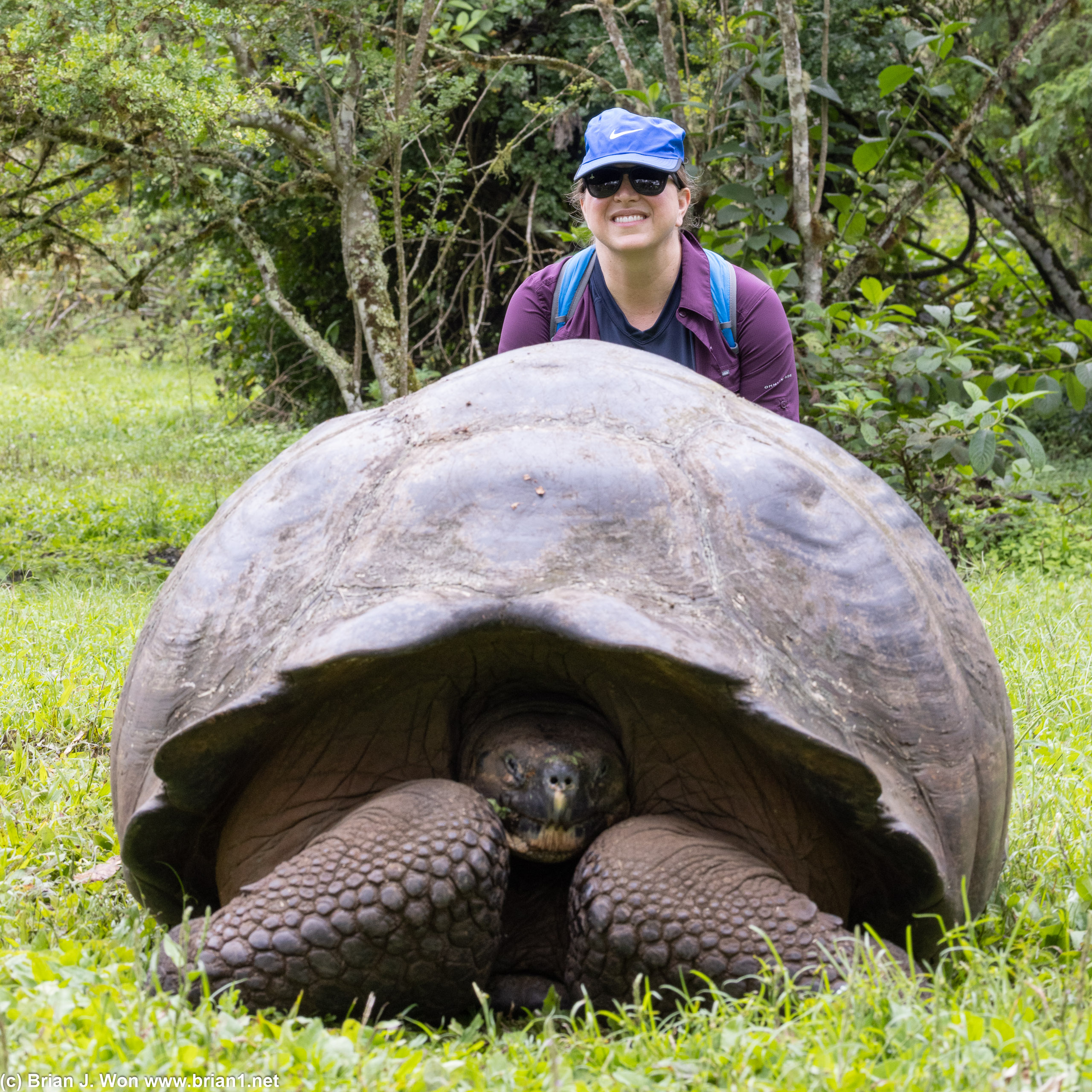 Humans finding time to pose with giant tortoises.