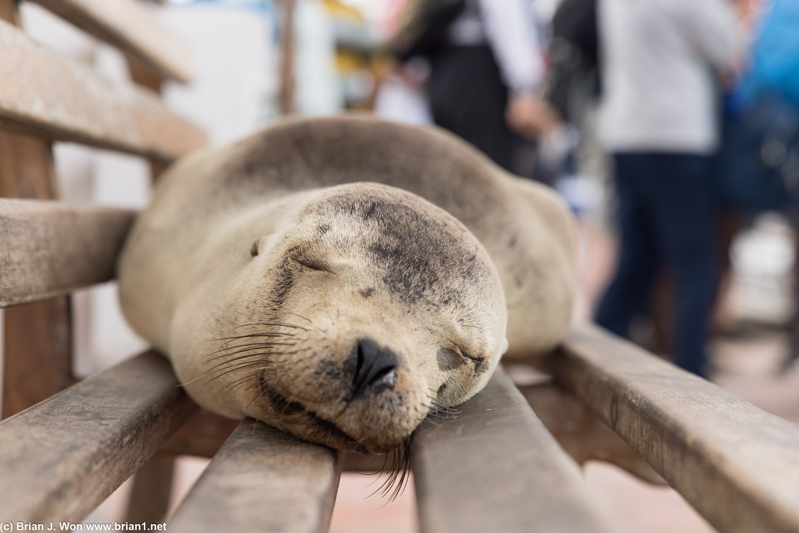 One of many sea lions sleeping on the benches at the dock.