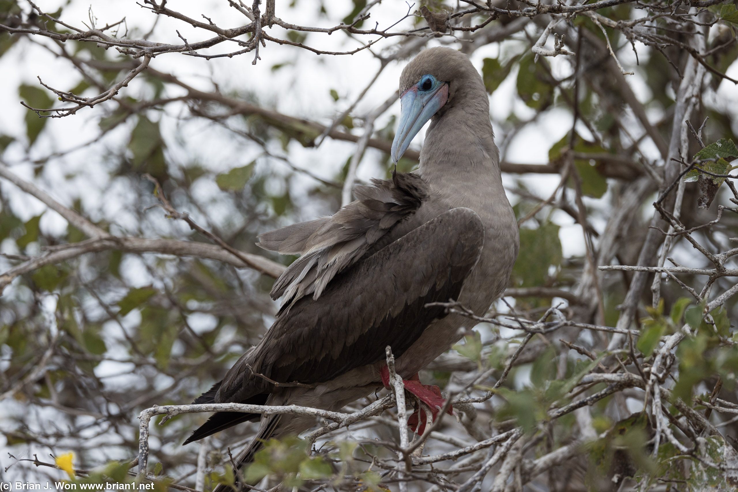 Red-footed booby.