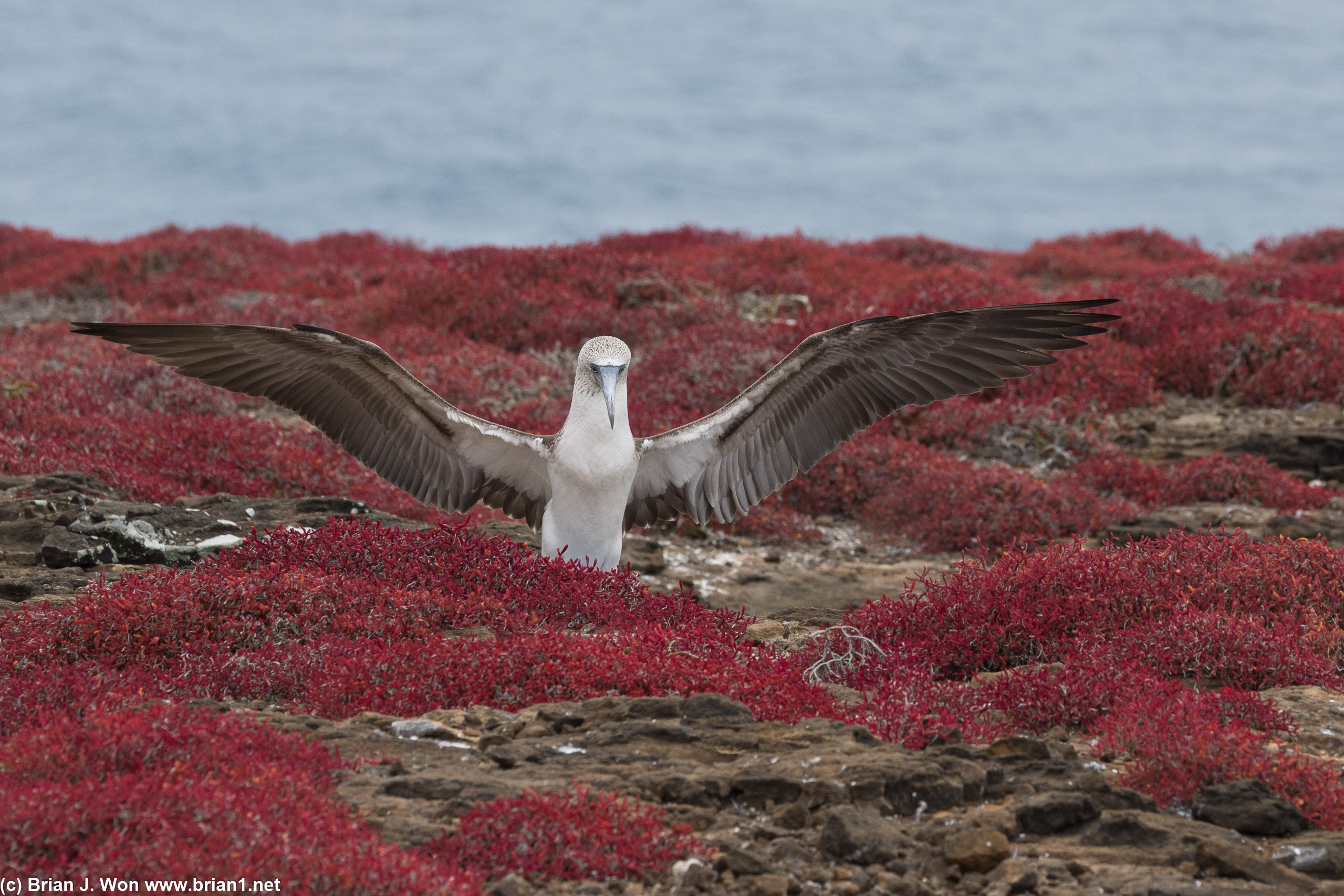Blue-footed booby stretching her/his wings.