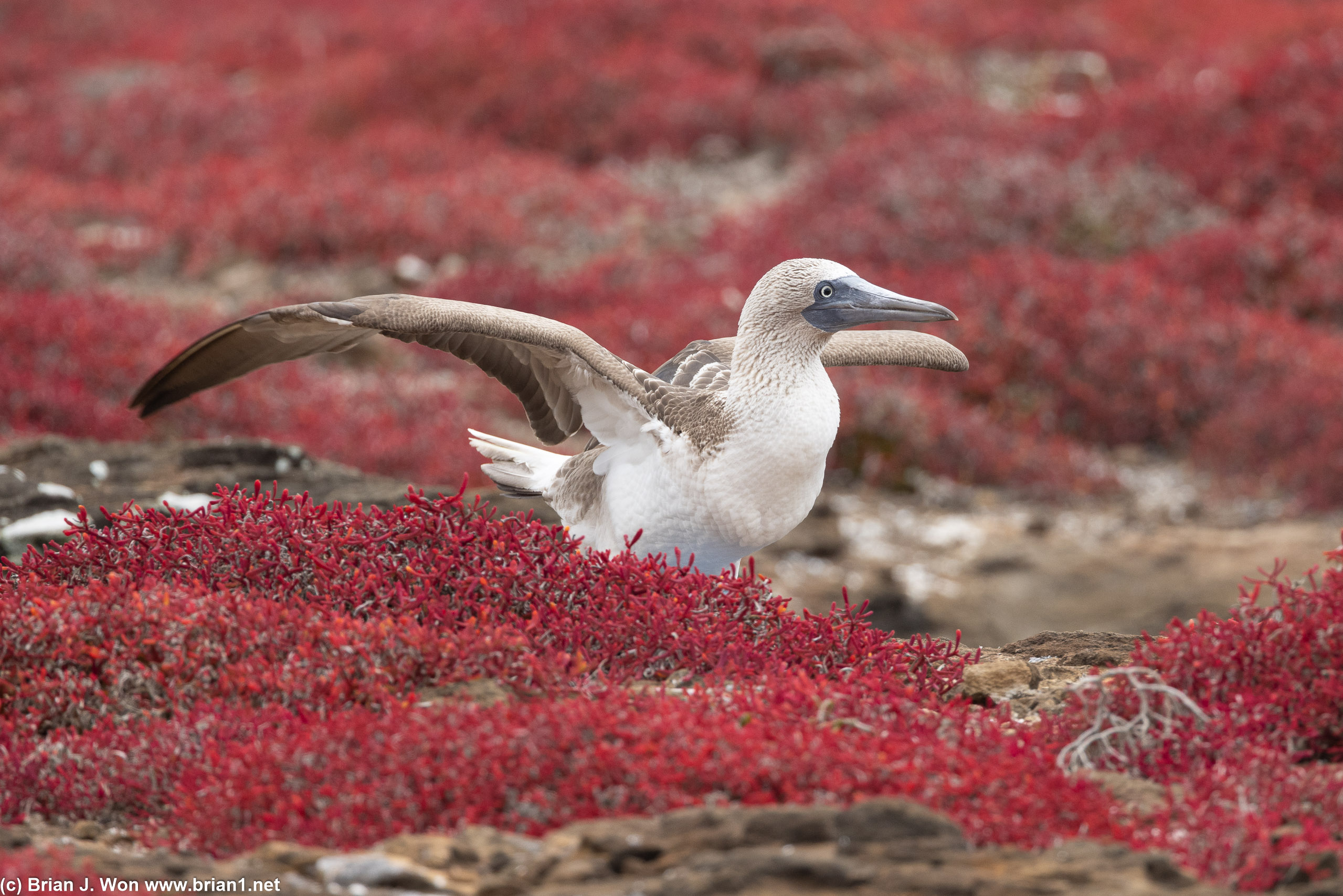 Blue-footed booby landing among the red scrub.