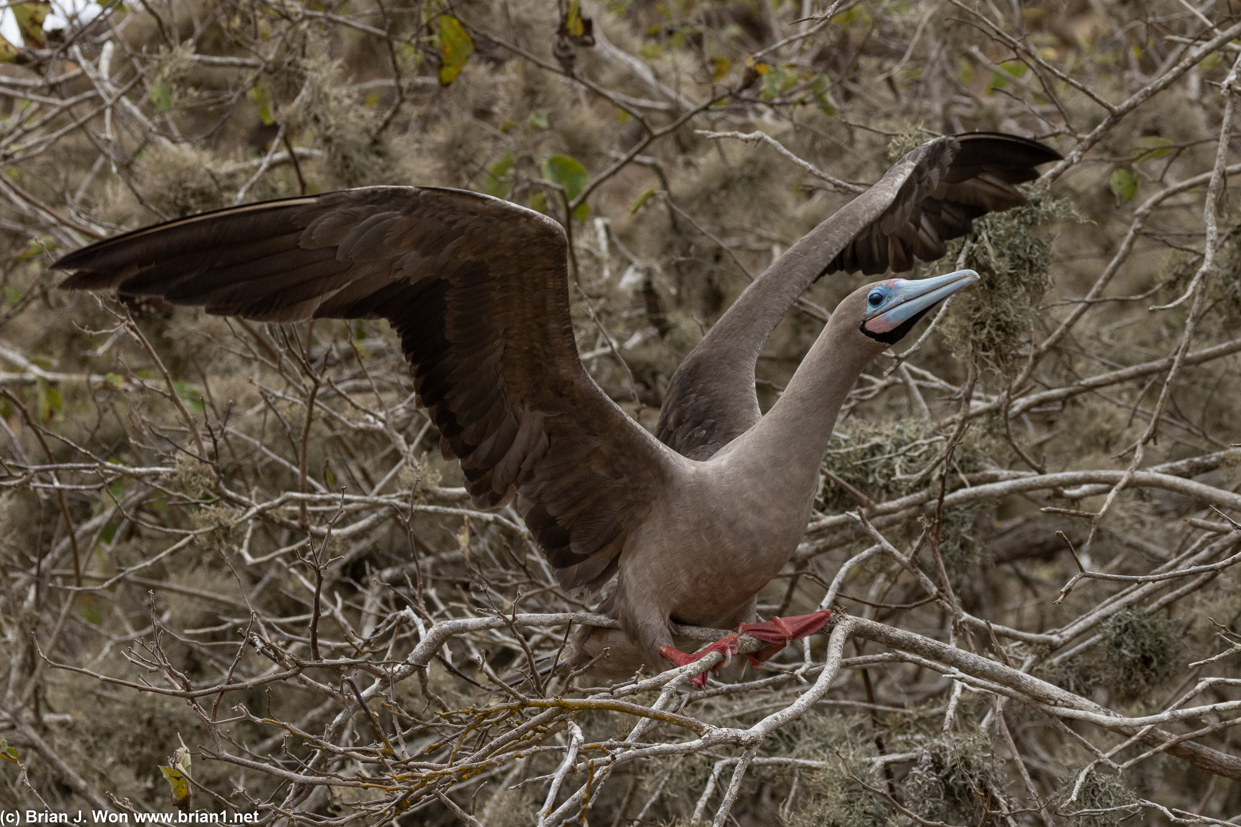 Red-footed booby landing in a tree.