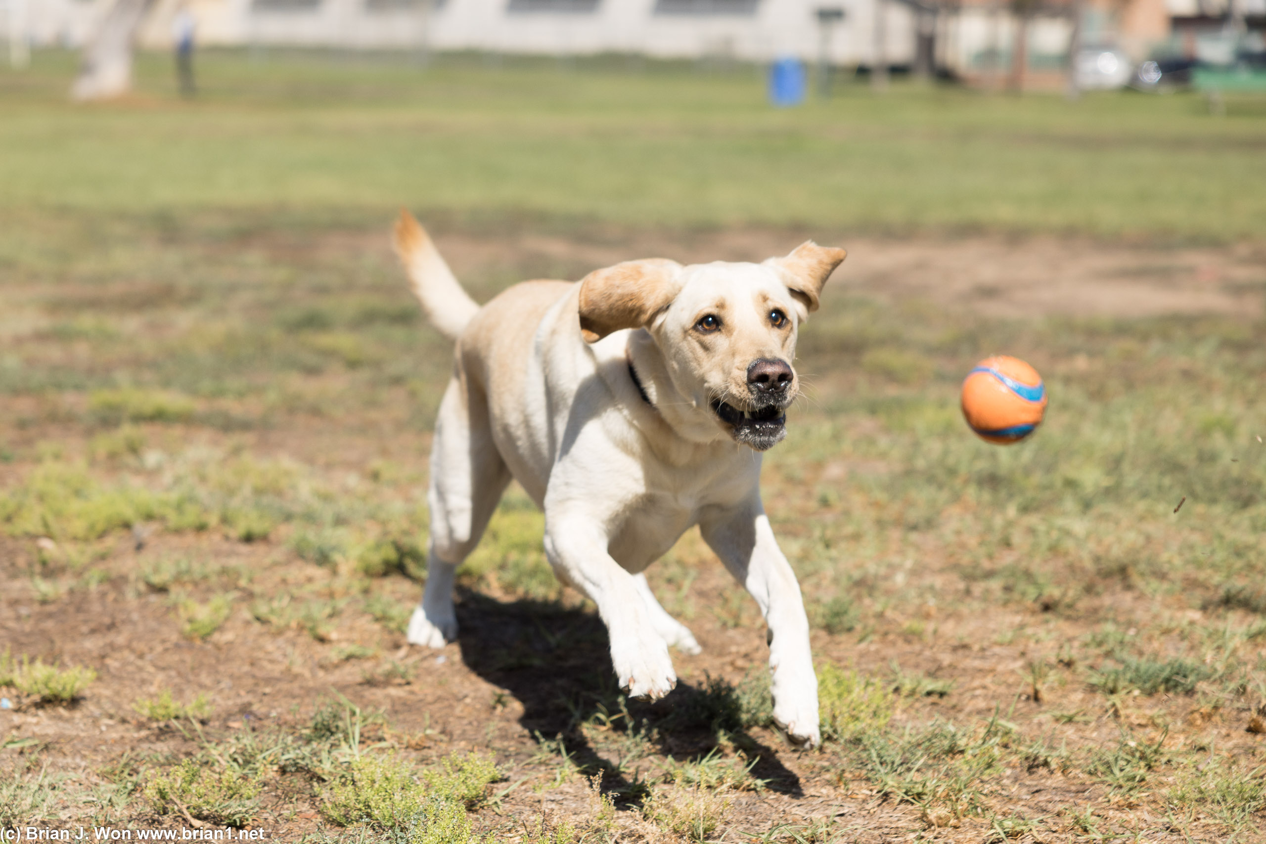 Chase the ball!