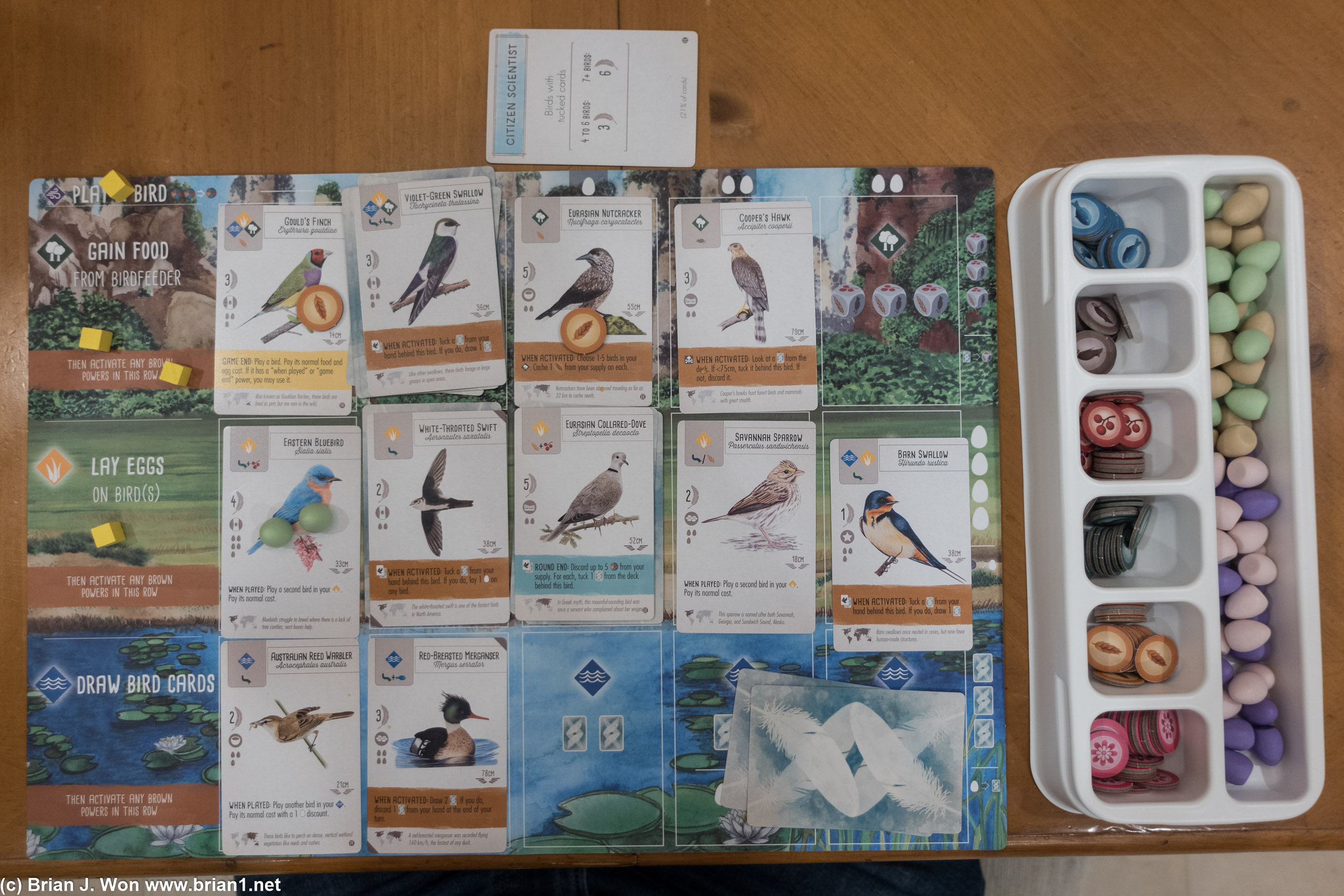 The new boards from the Wingspan Asia expansion are very colorful.