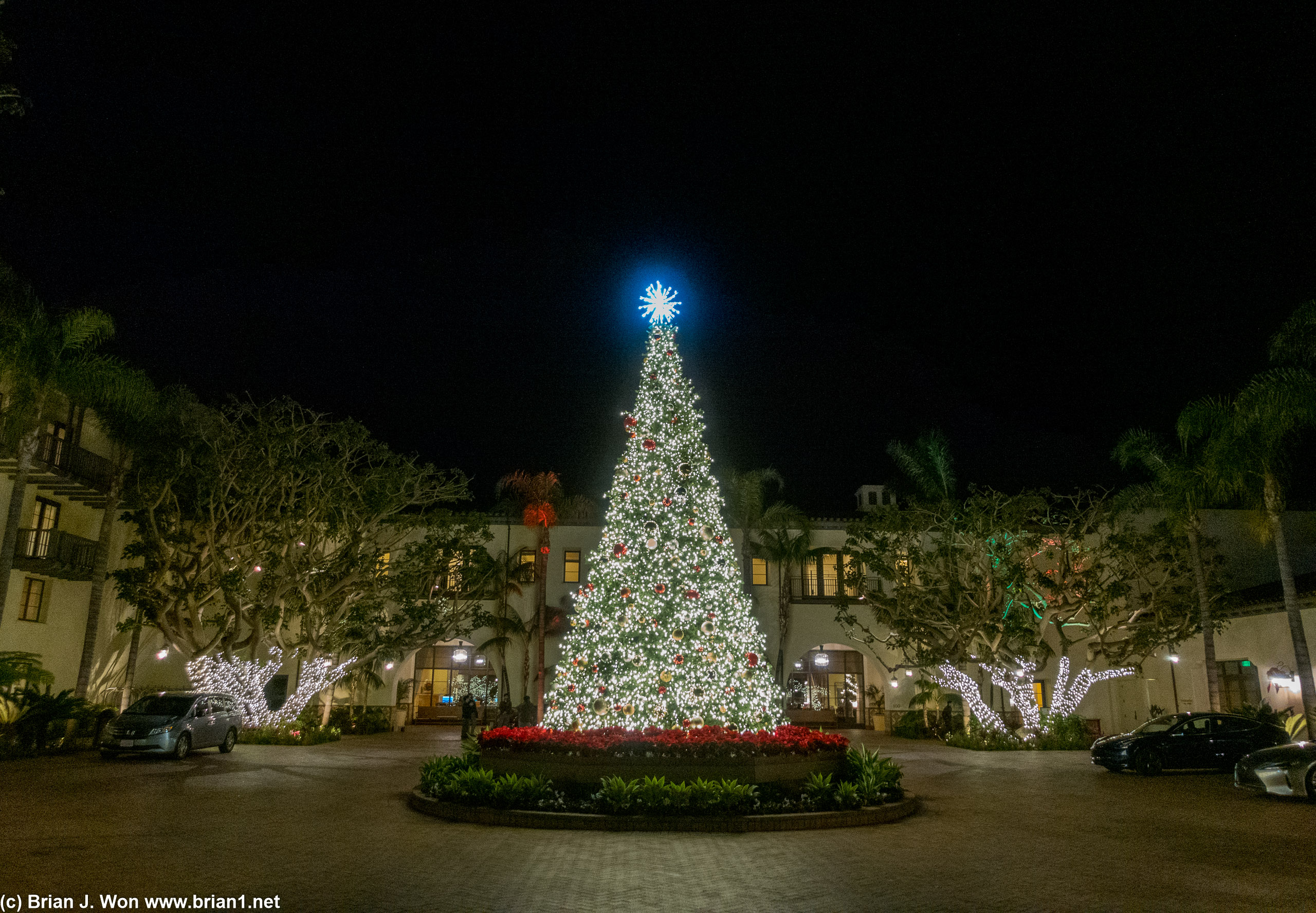 Big Christmas tree.