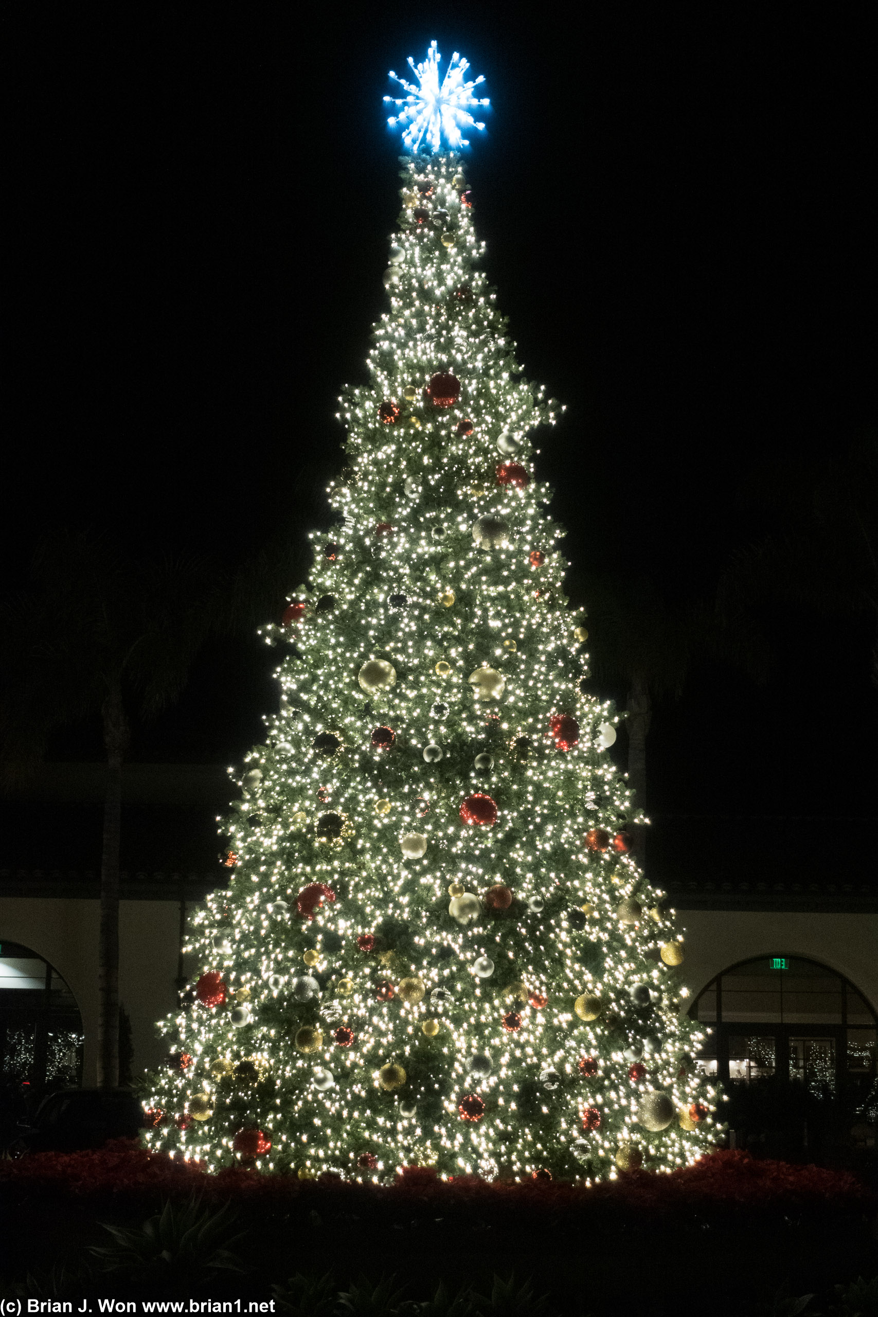 Such a big Christmas tree deserves another photo.