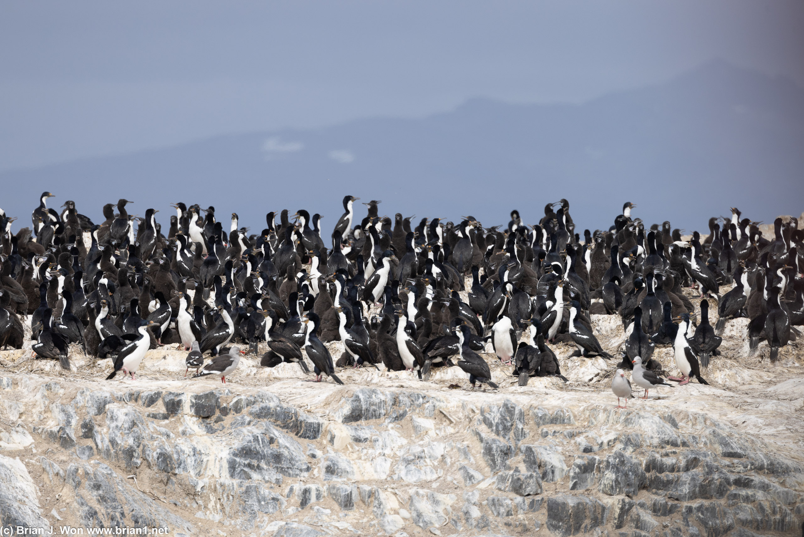 Flock of cormorants.