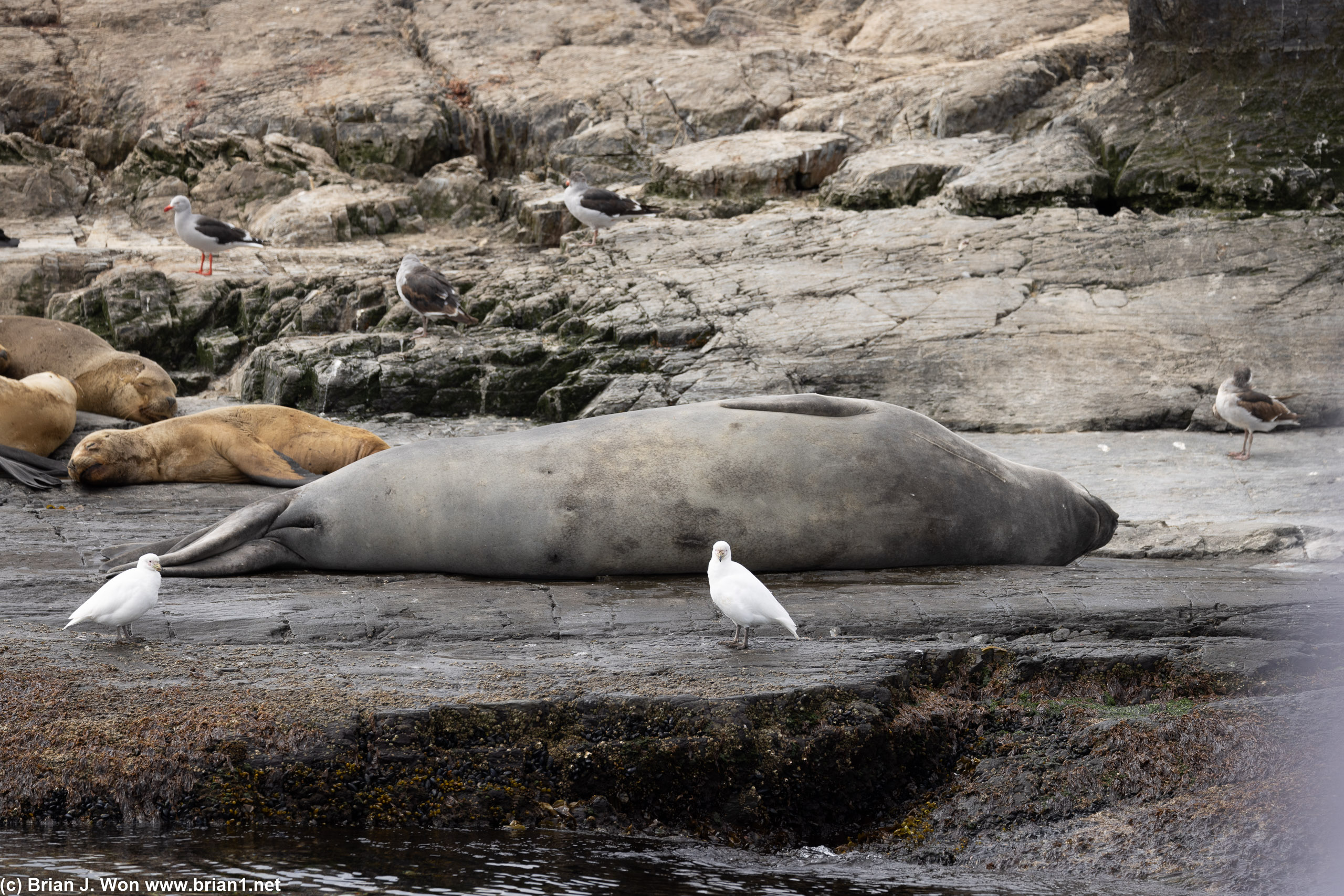 One lone elephant seal.