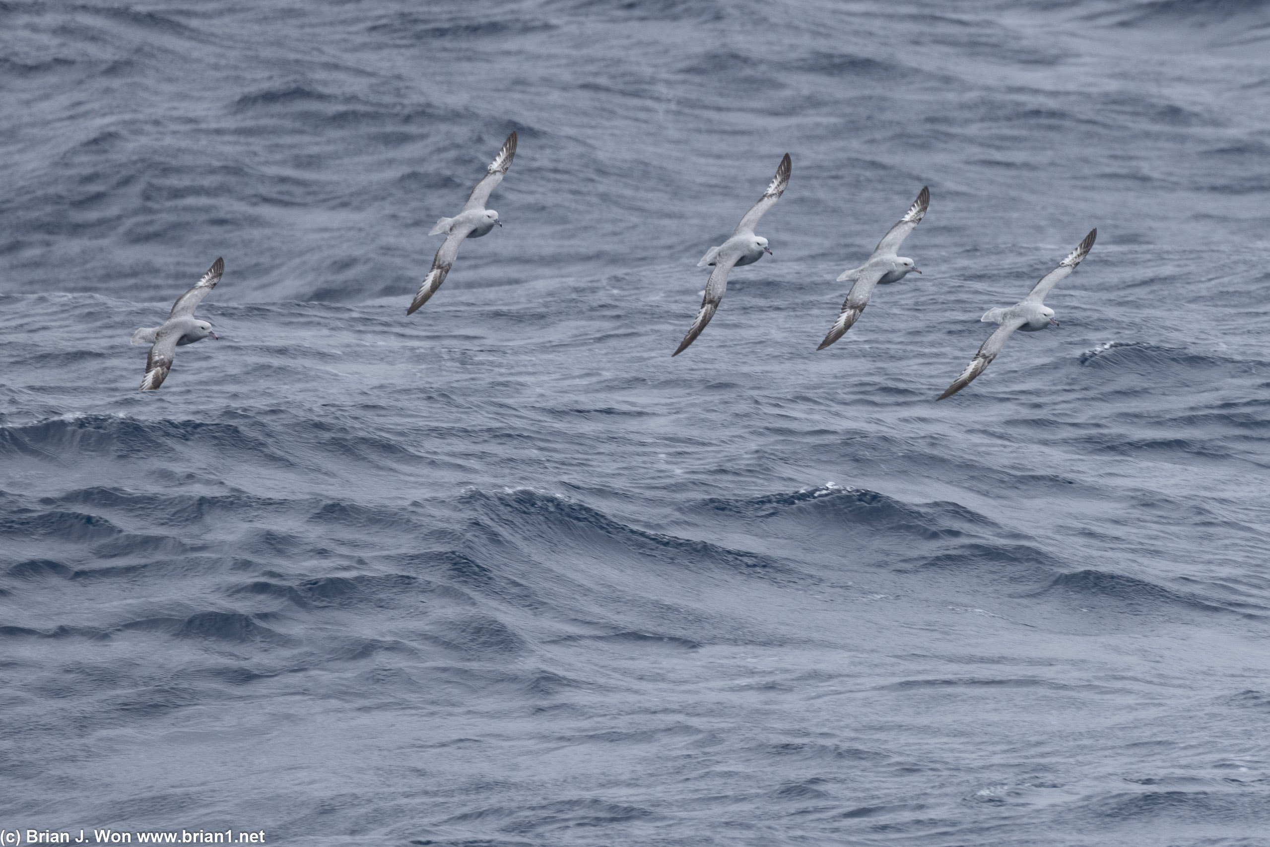 Southern fulmars flying in formation.