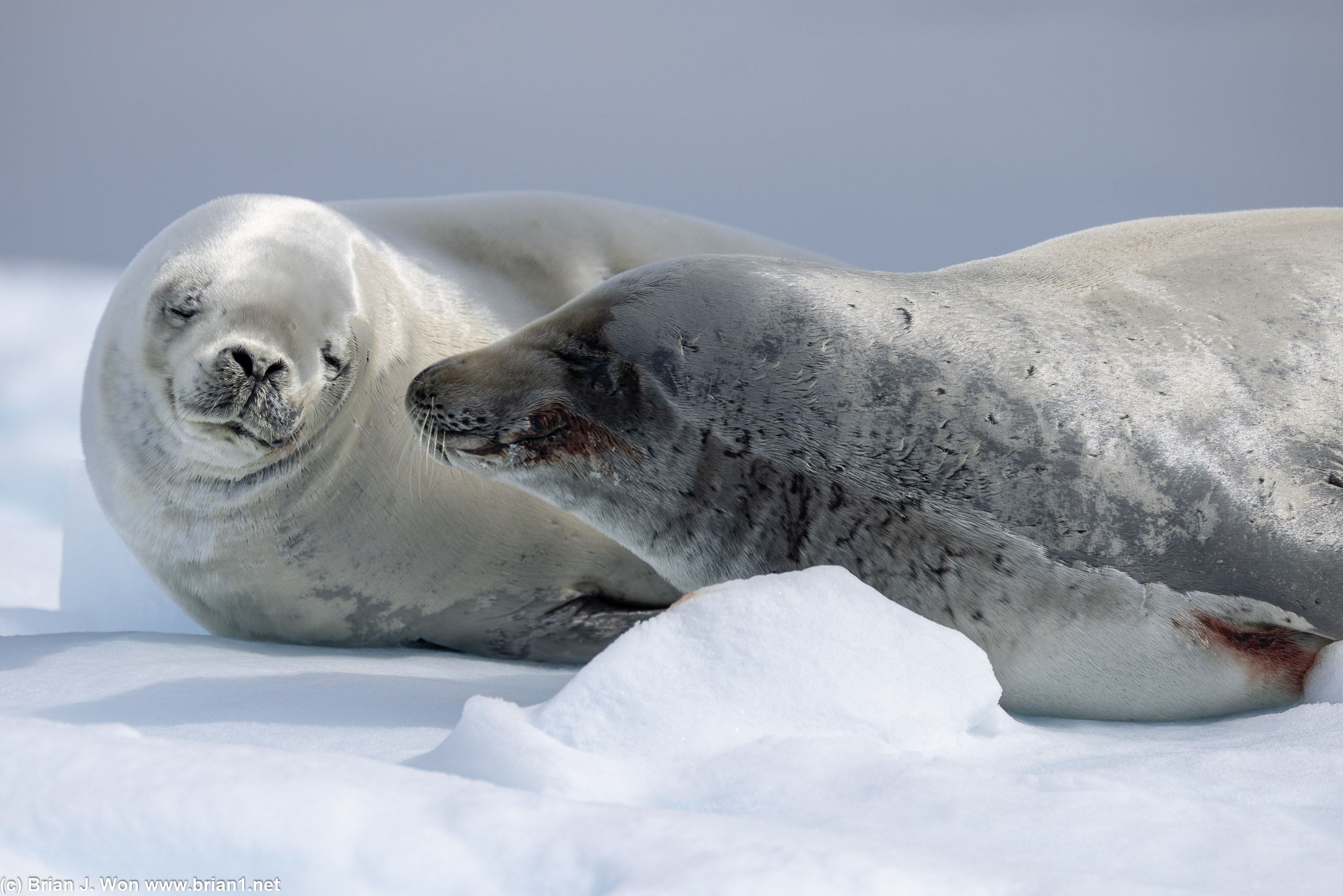 Seal love.