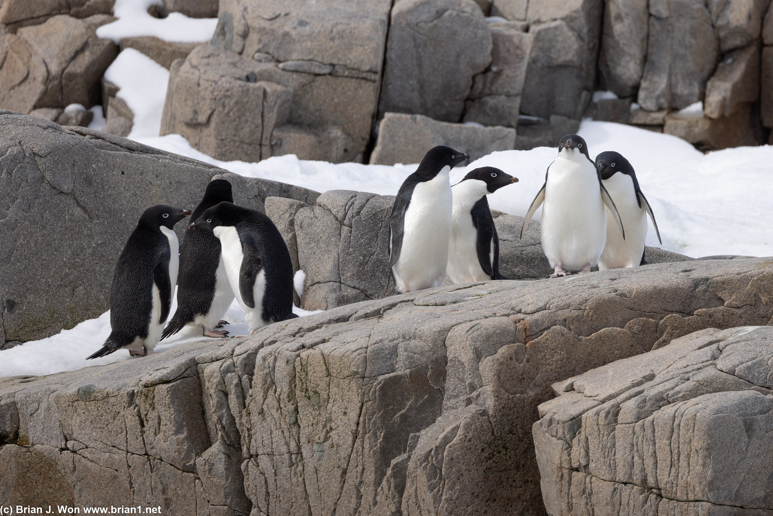 Adelie penguins hanging out on the rocks.