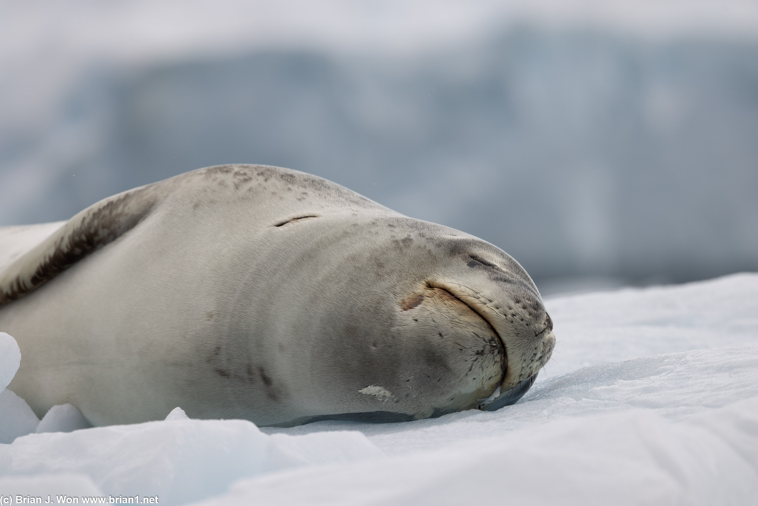 Weddell seal (?).