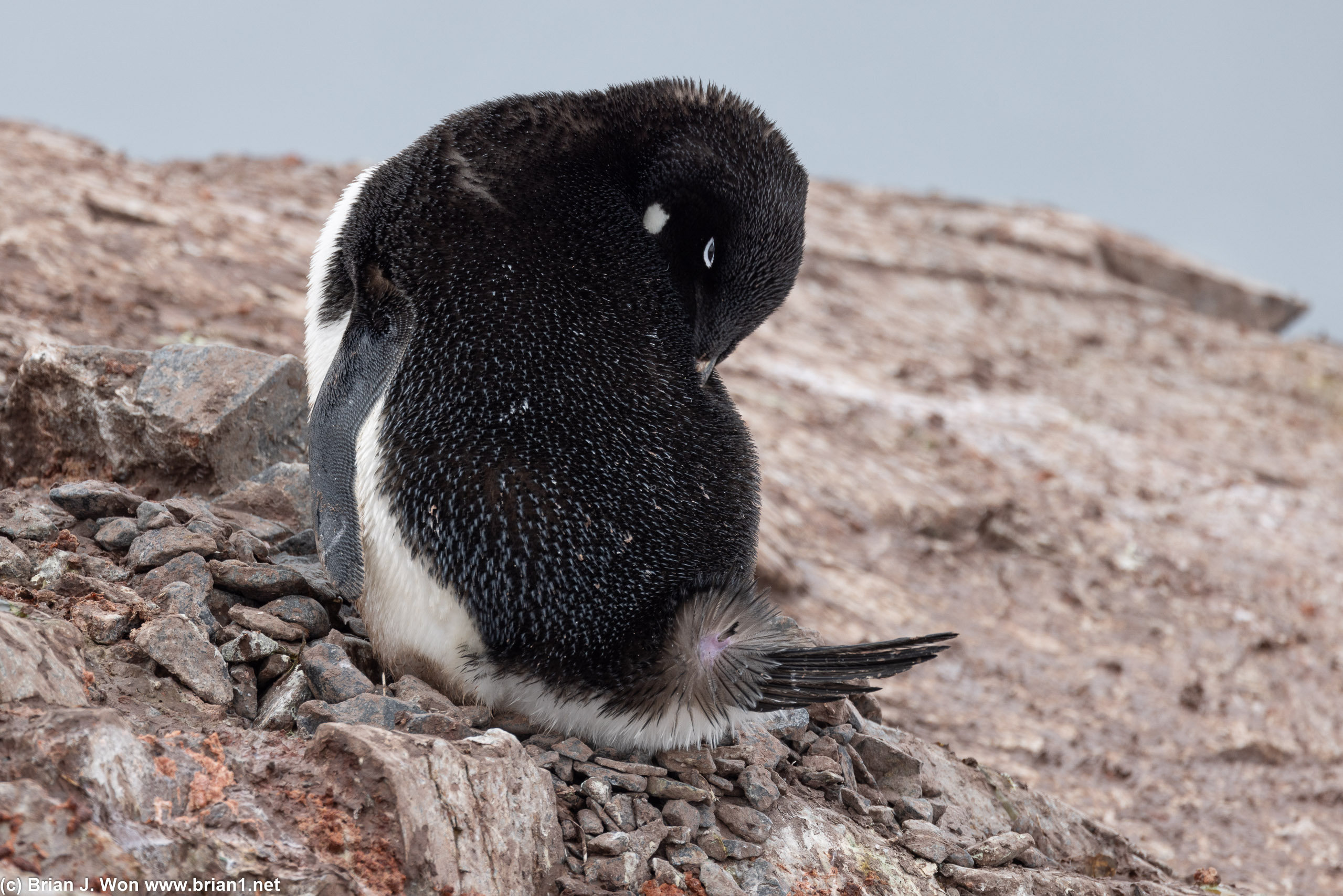 Adelie penguin showing off the importance of preening.