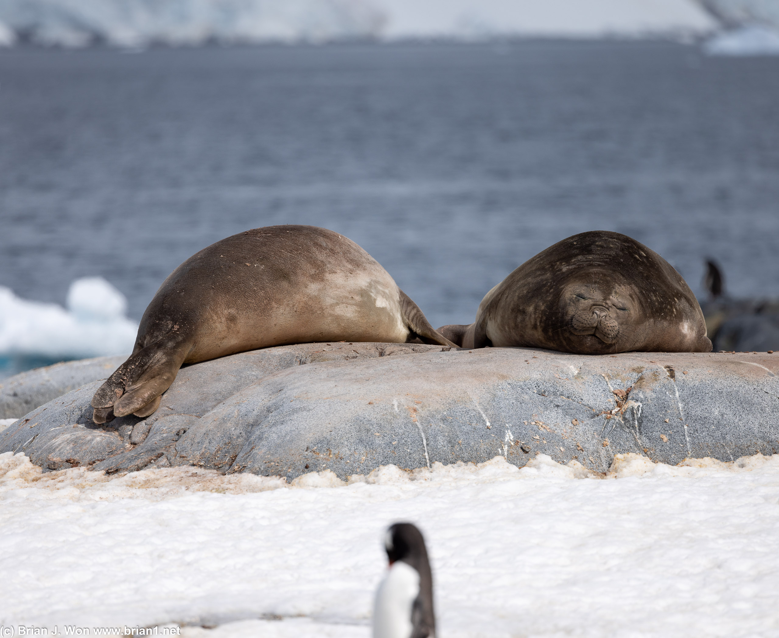 Napping seals on Pleneau Island.