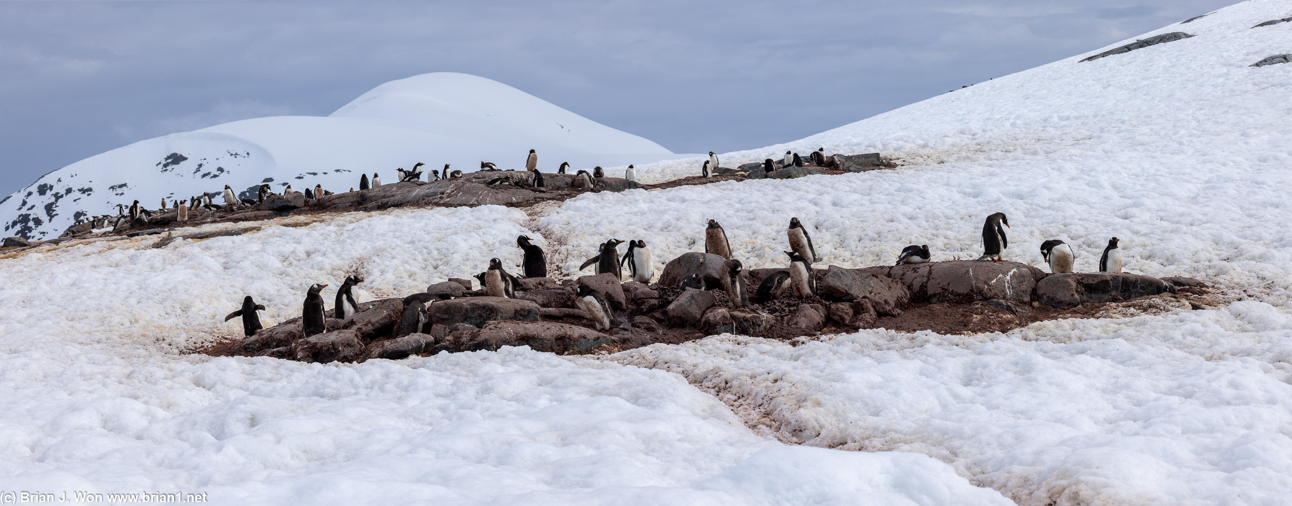 Gentoo penguins everywhere.