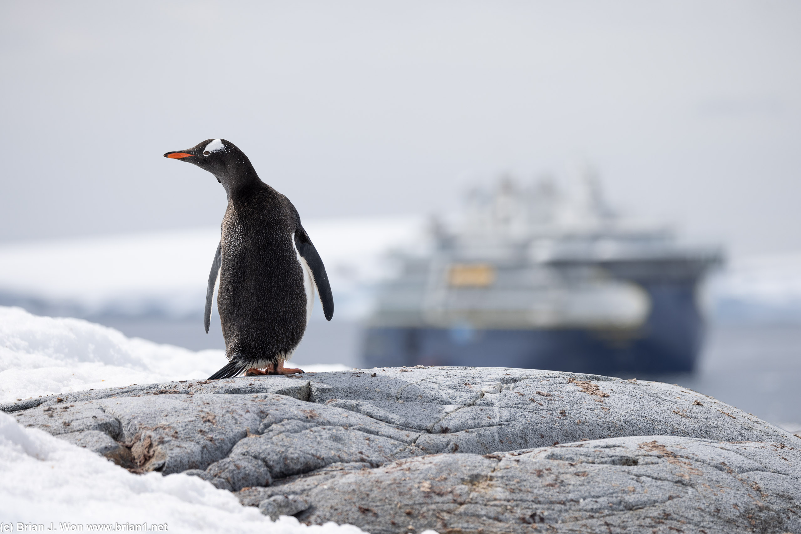 Gentoo penguin checking out both the ship and the tourists it has deposited on his/her island.