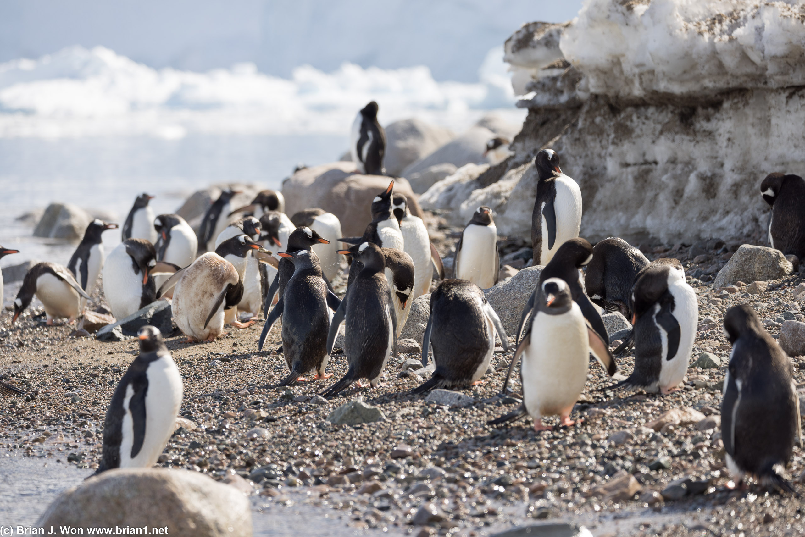 Many gentoo penguins in the water and on the beach.