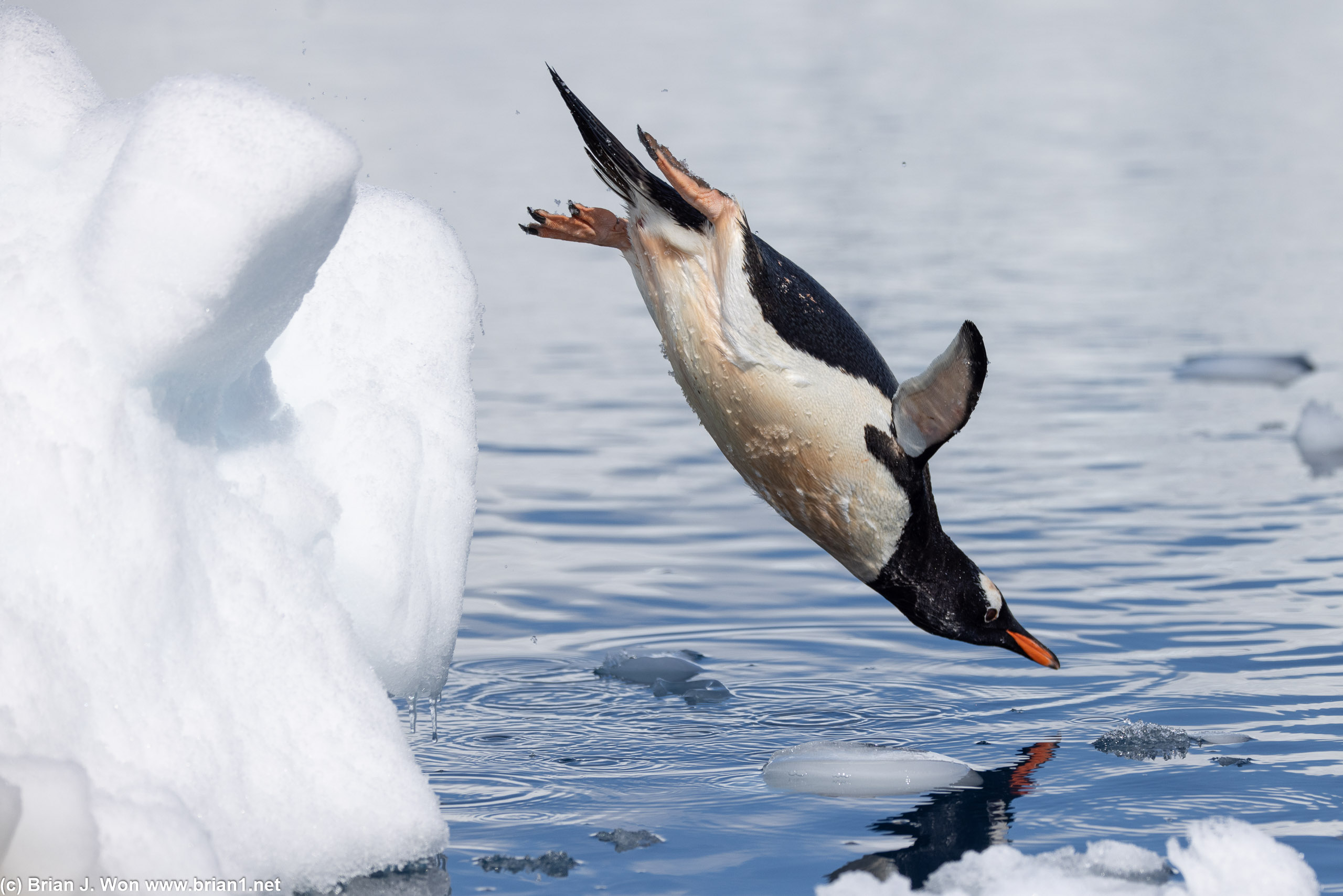 Gentoo penguin gracefully mid-dive.