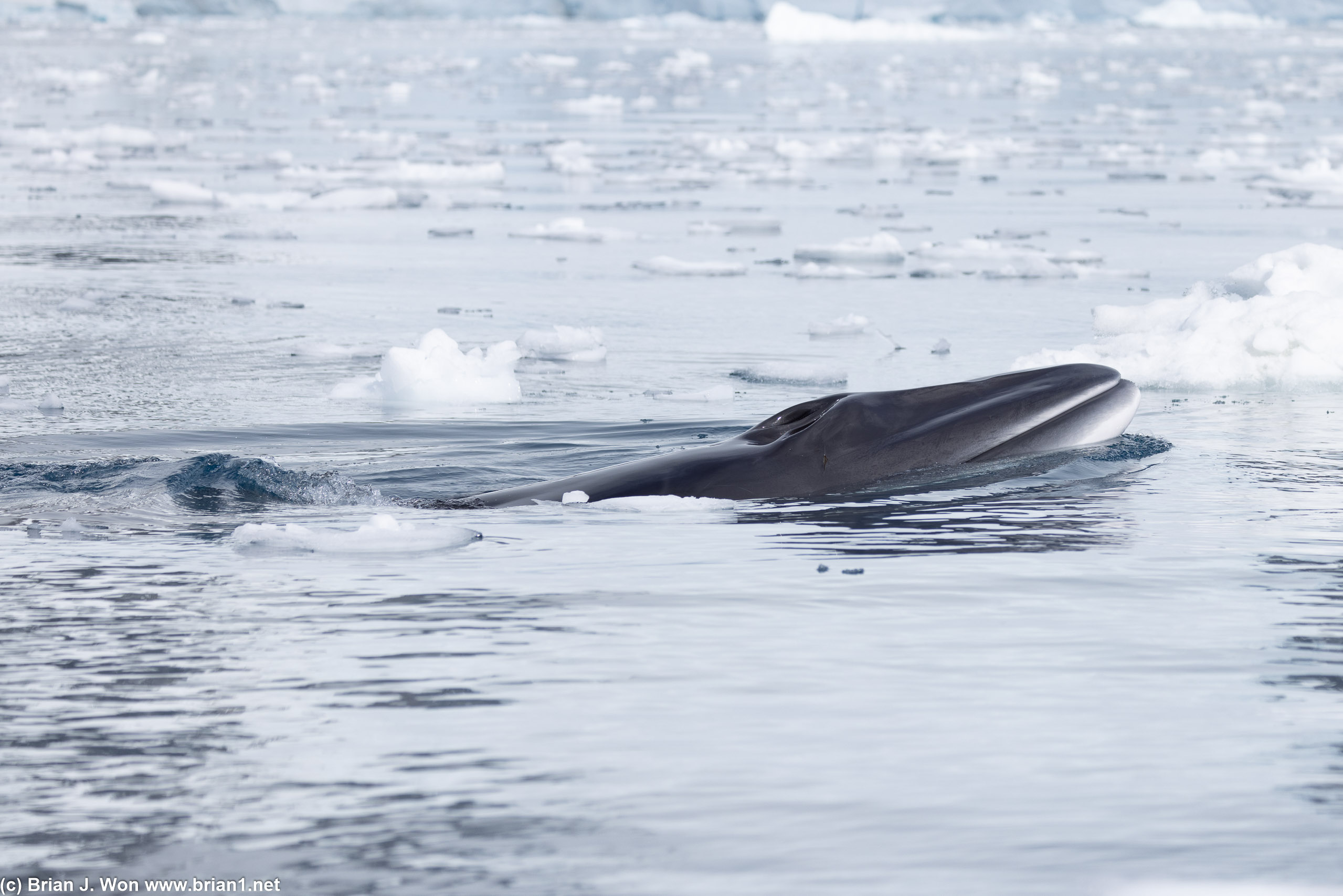 Minke whales didn't want to be left out either.