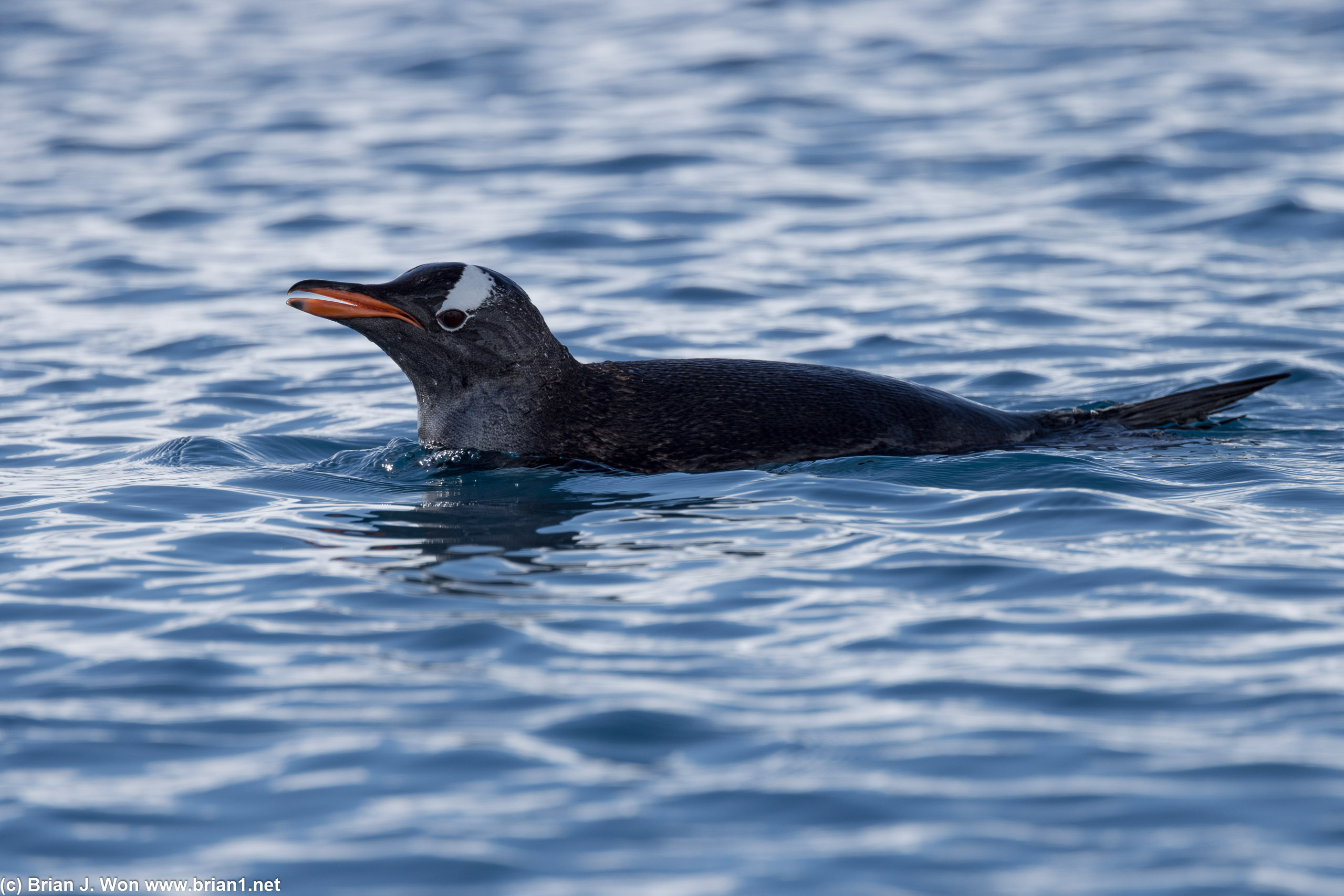 One more gentoo penguin for good measure.