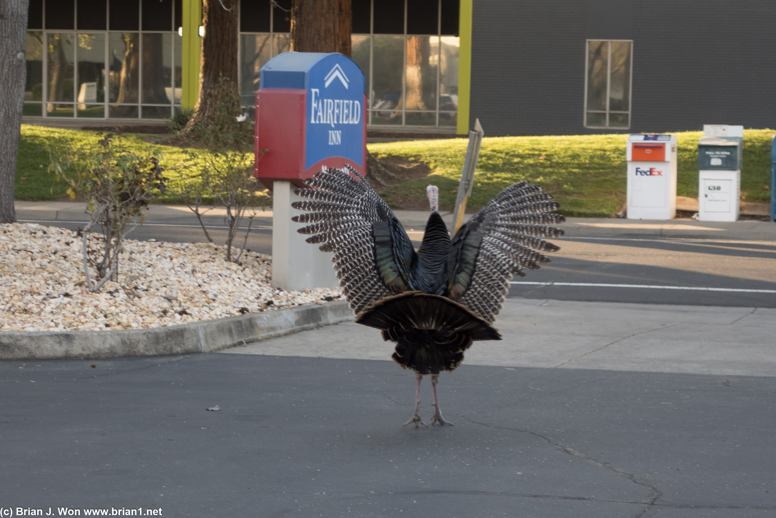 A turkey spreading its wings in the hotel driveway.