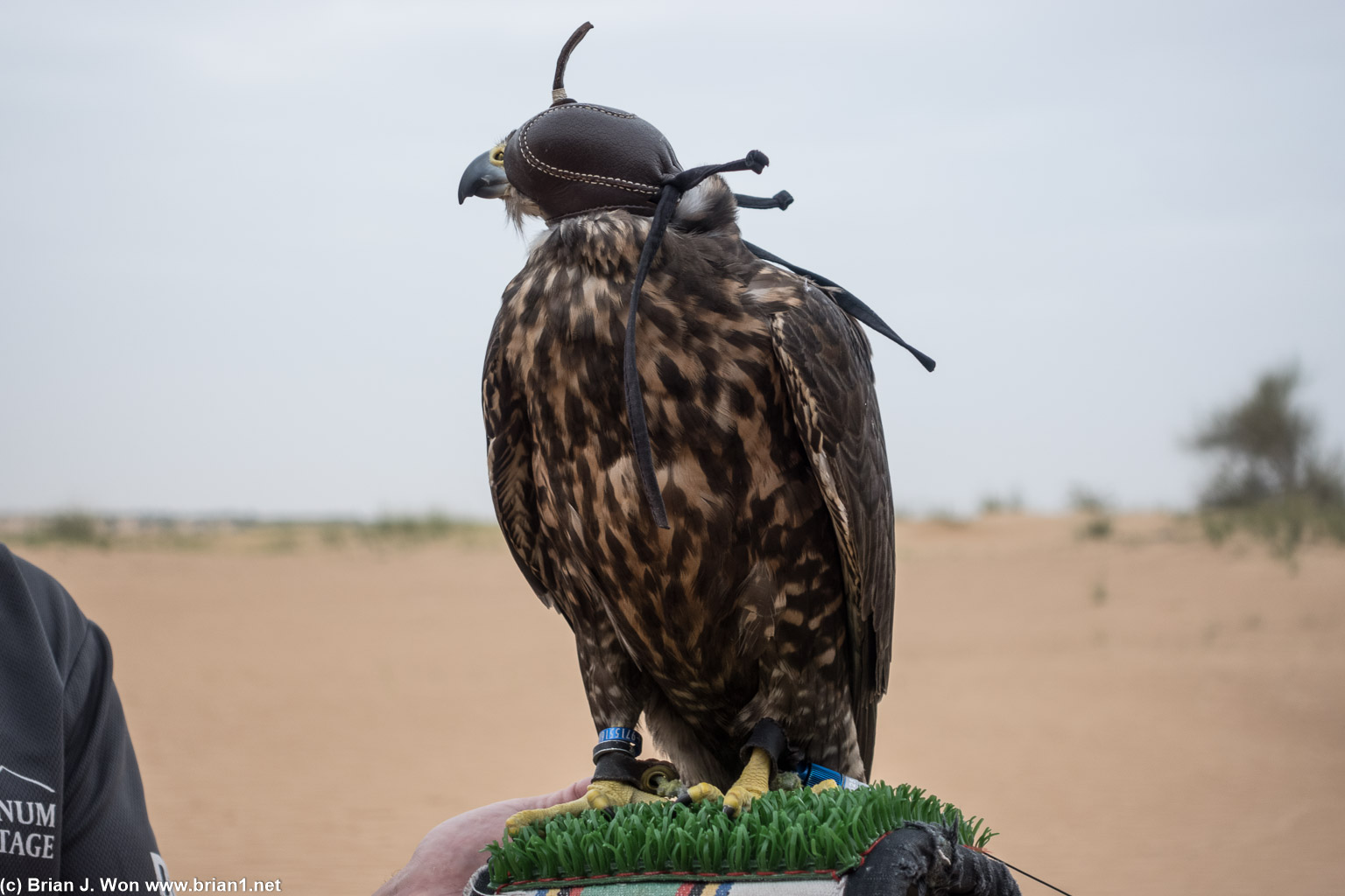 Falcons are 80% sight driven, so to prevent over-stimulation they place hood over their heads.