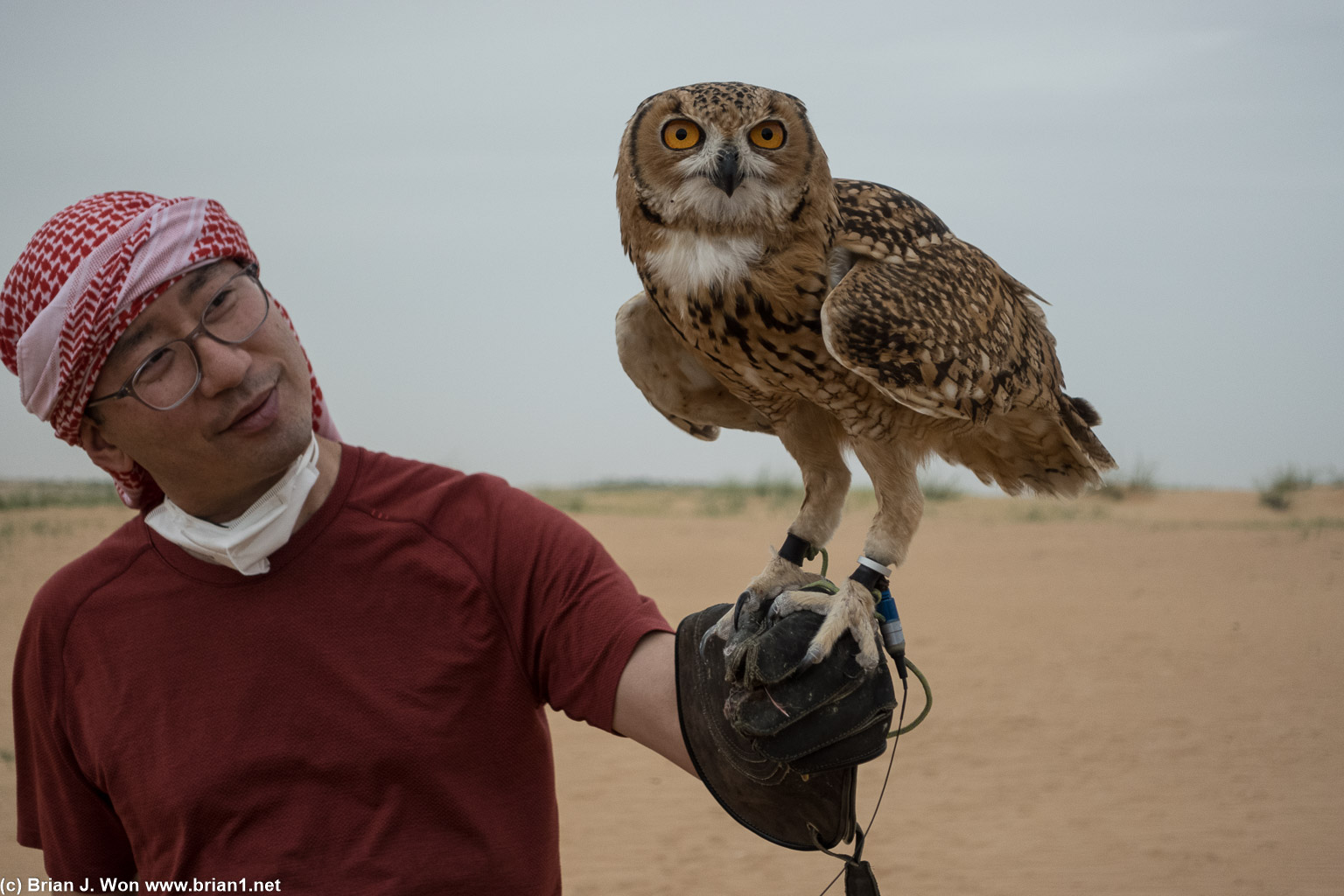 Owls are much less high strung than falcons.