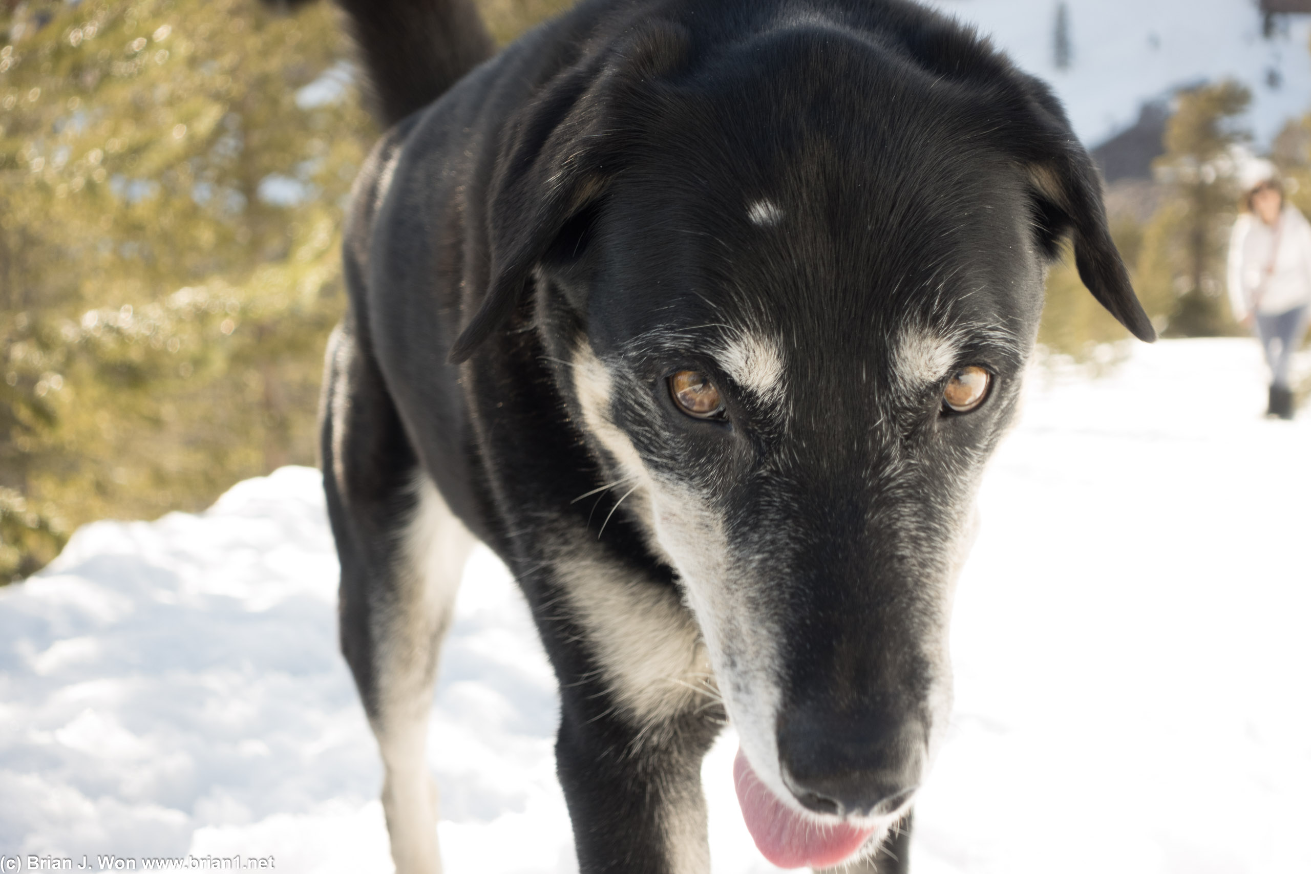 Zeus enjoying the snow.