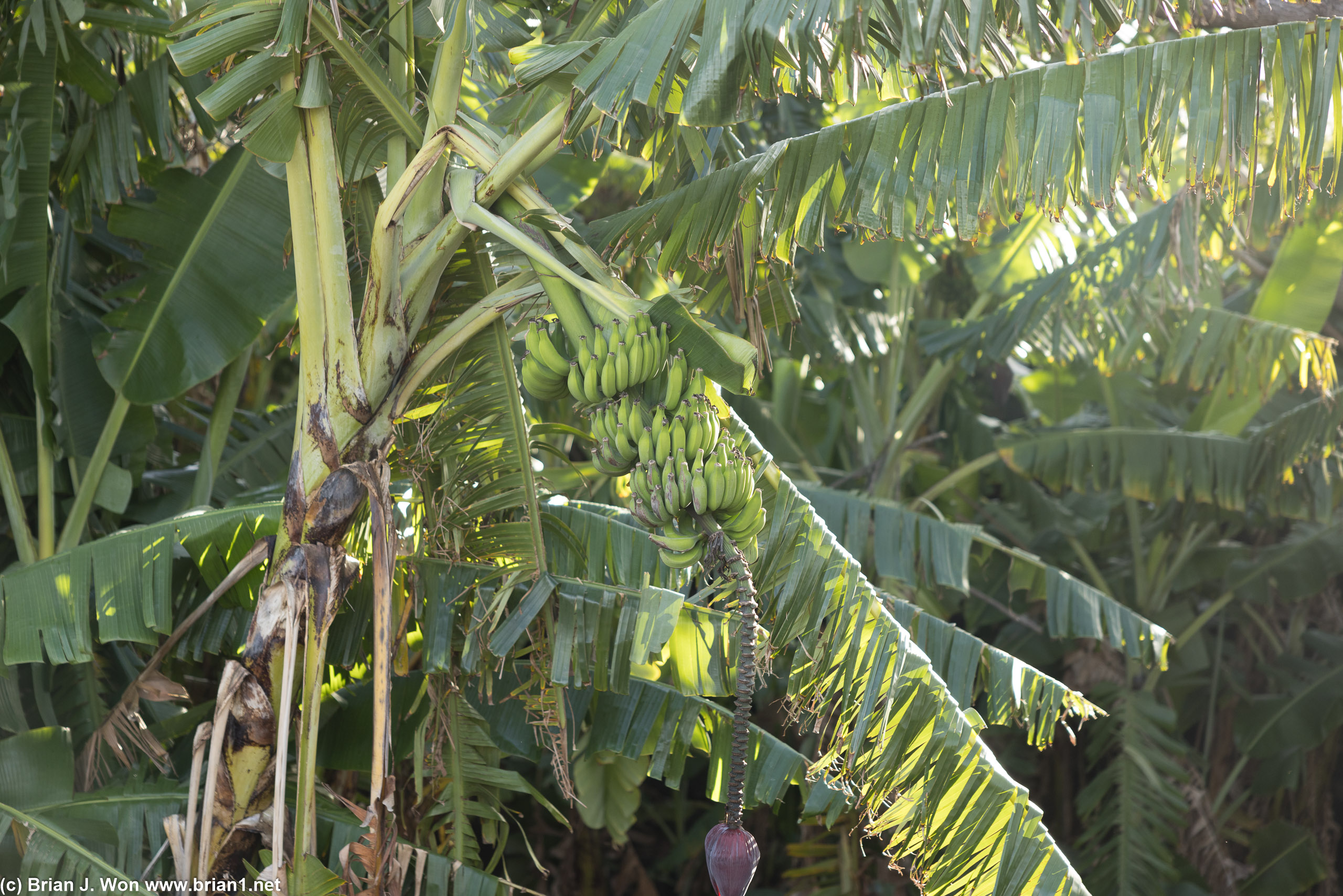 Banana tree over Ana Te Pahu.