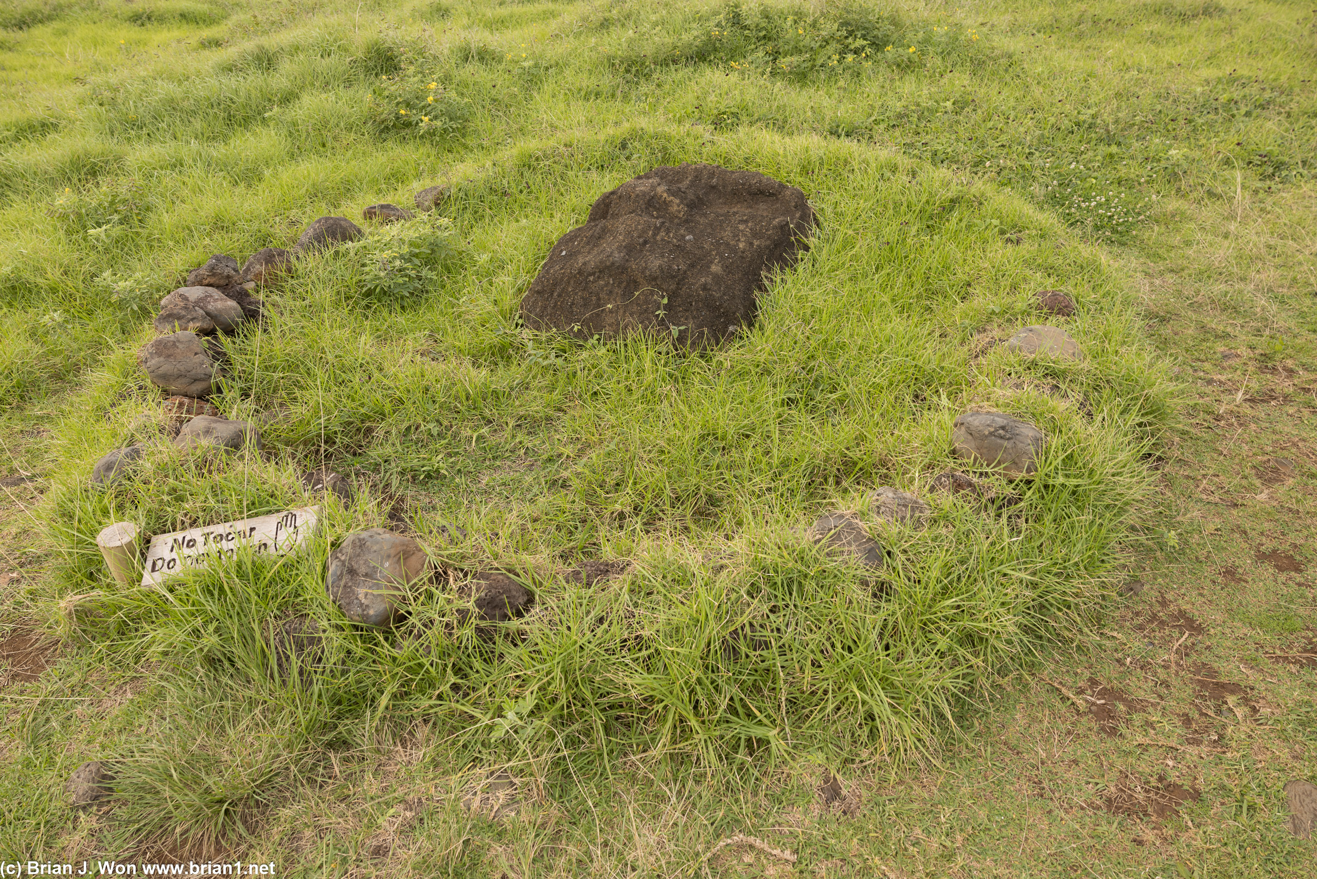 One of many partially buried moai.