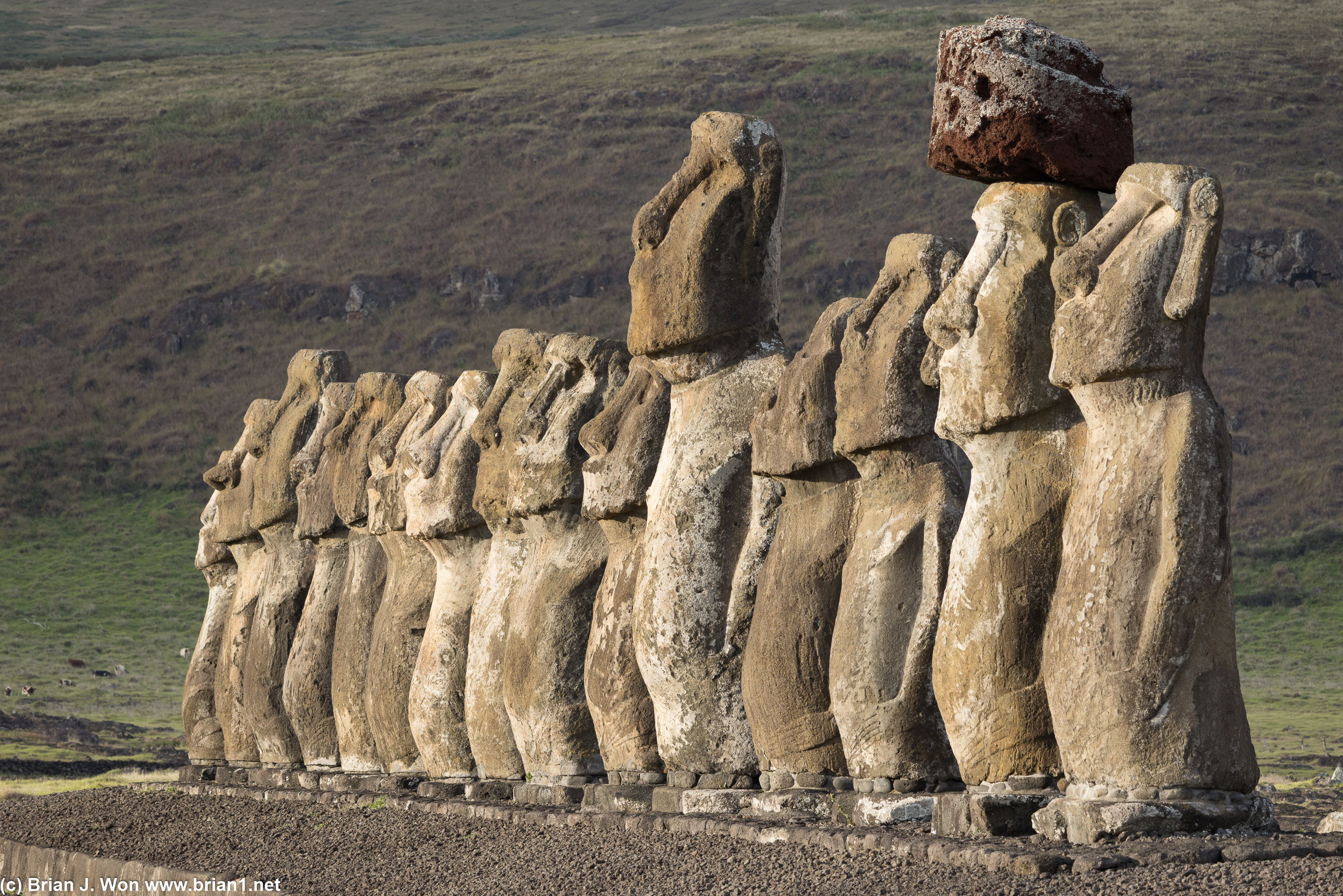 All fifteen moai at Ahu Tongariki.
