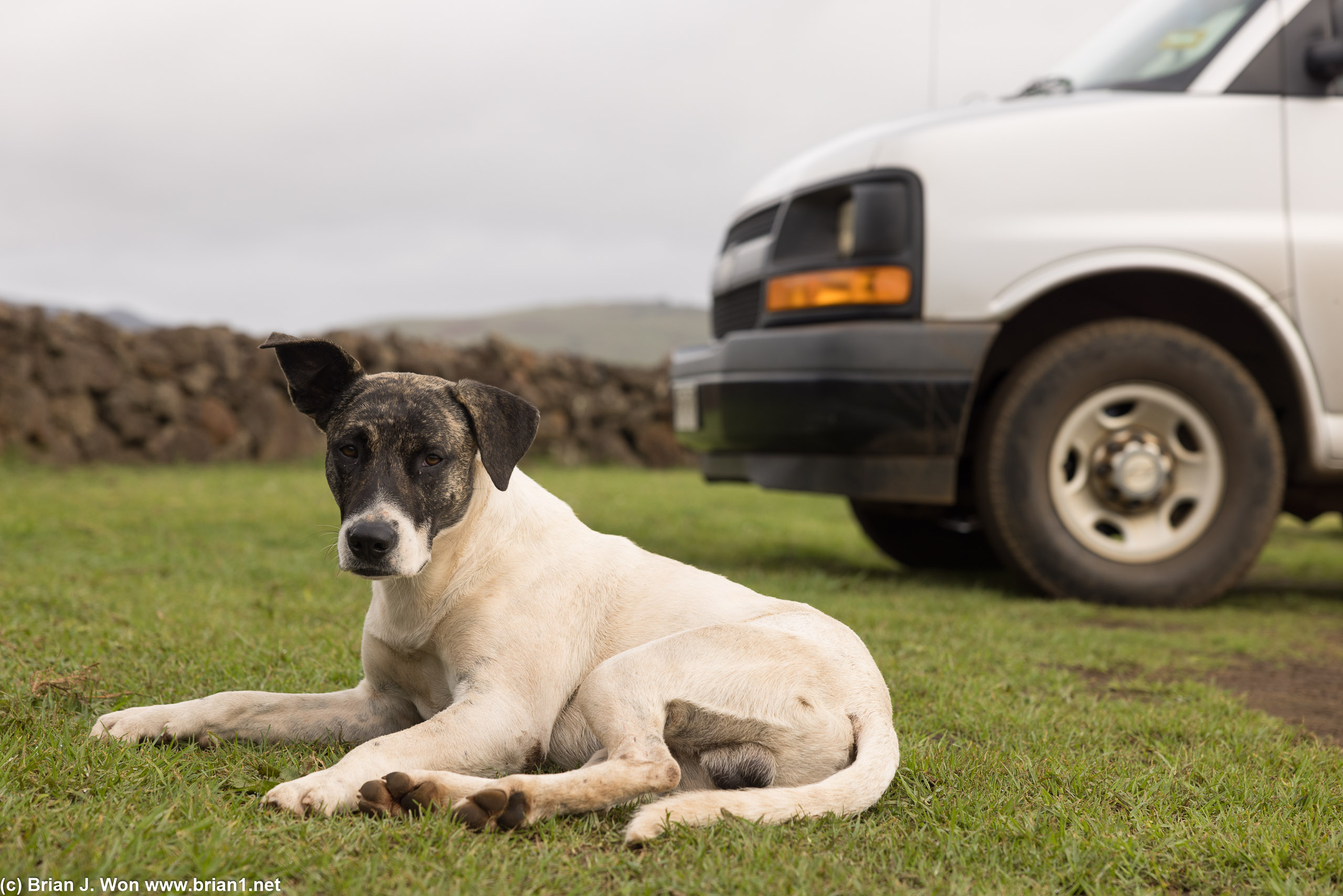 Horses, cows, cats, and plenthy of stray dogs on Easter Island.