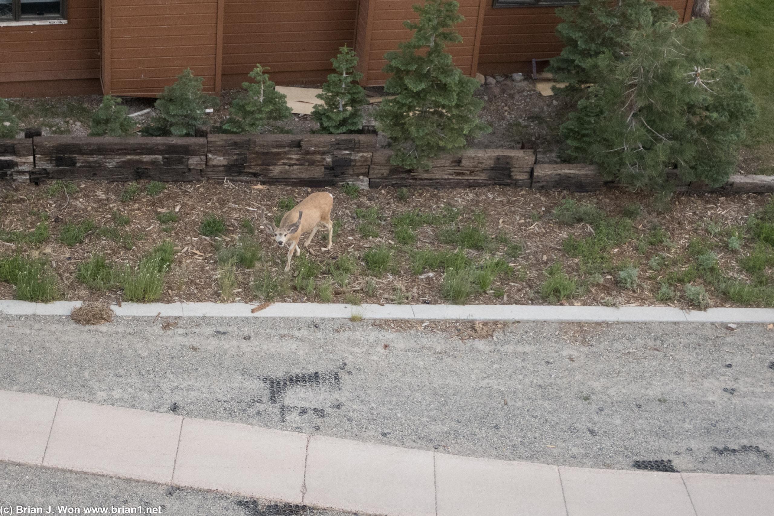 Deer behind the hotel.