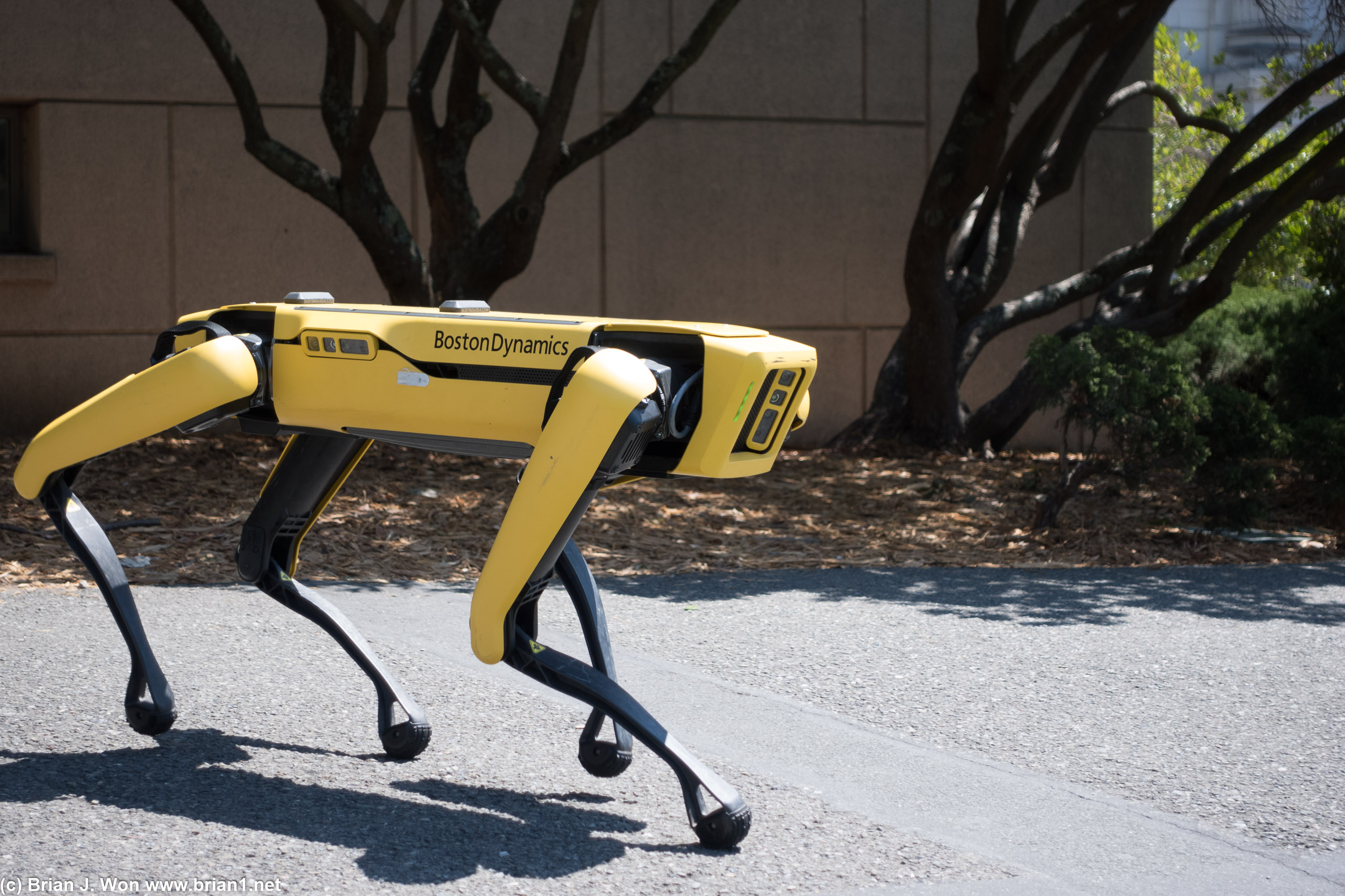 Boston Dyamics robot dog out for a walk.