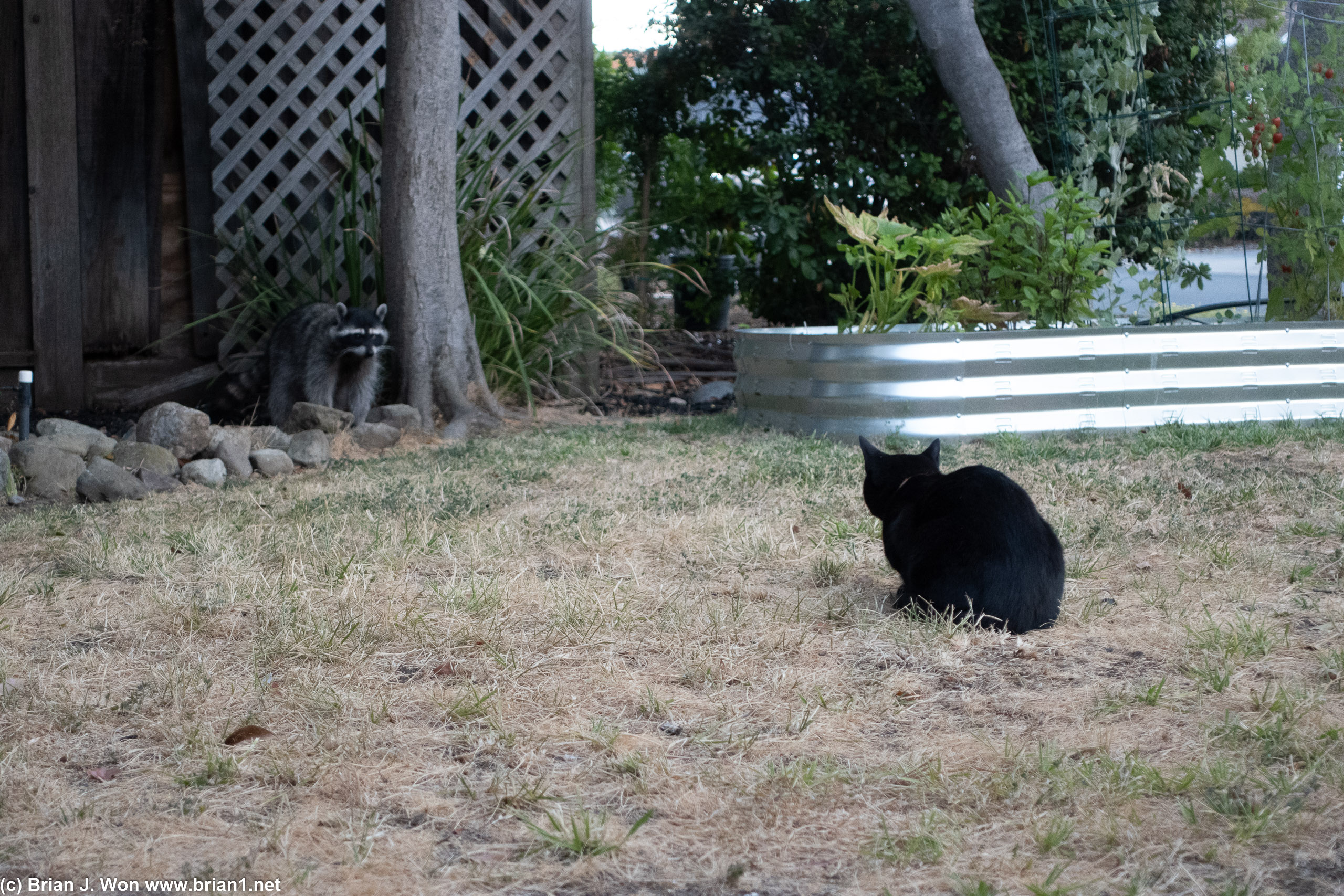 Sesame faces off with the neighborhood racoons.