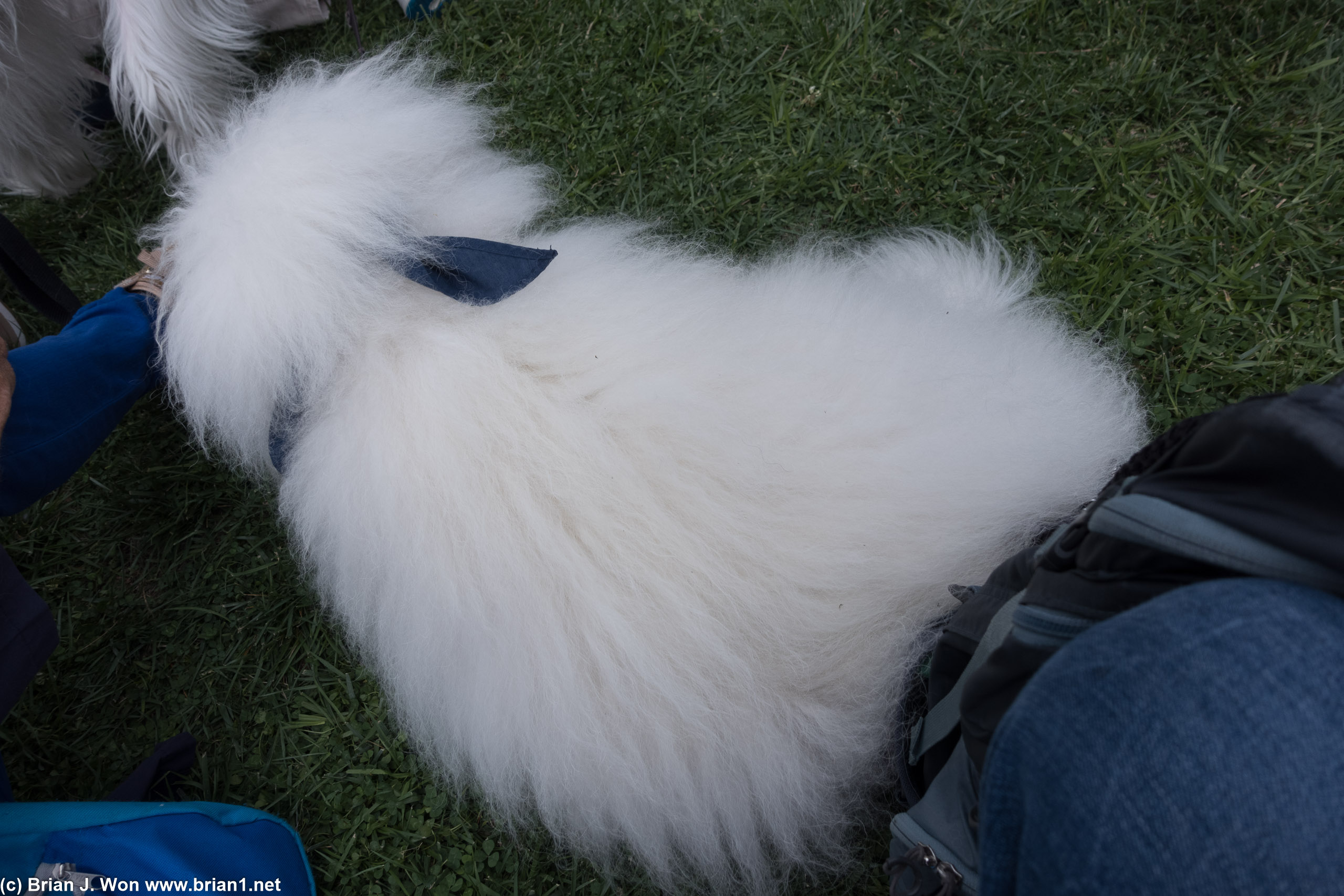 I forget the name of this fluffy cotton ball.