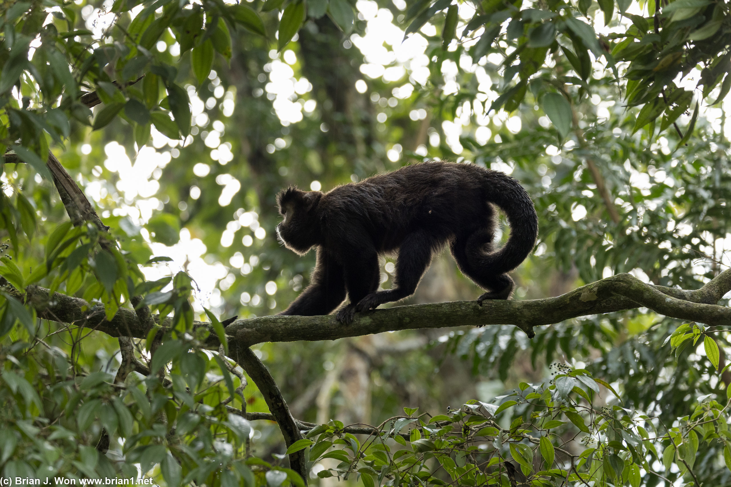 Black capuchin monkey.