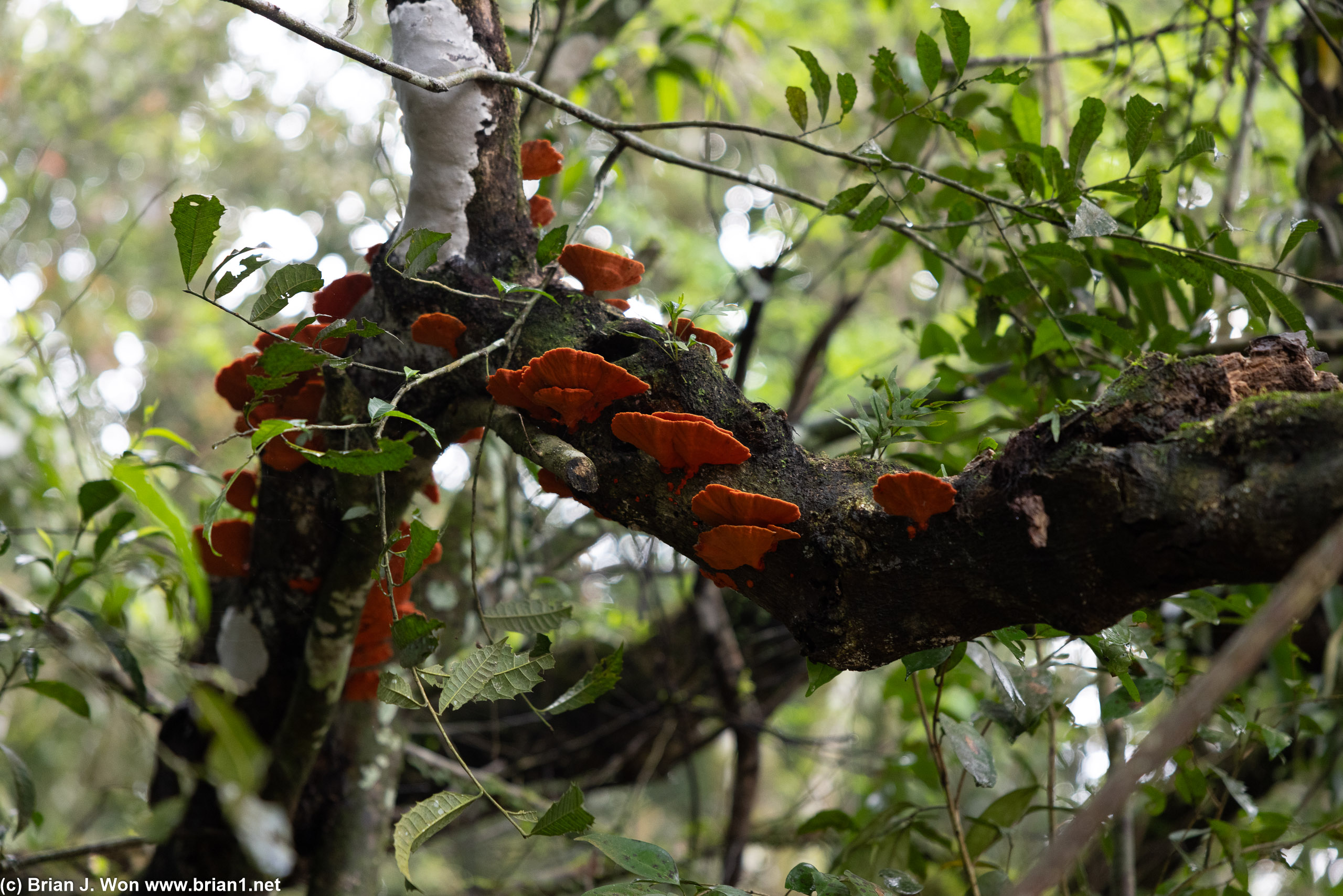 Orange fungus.