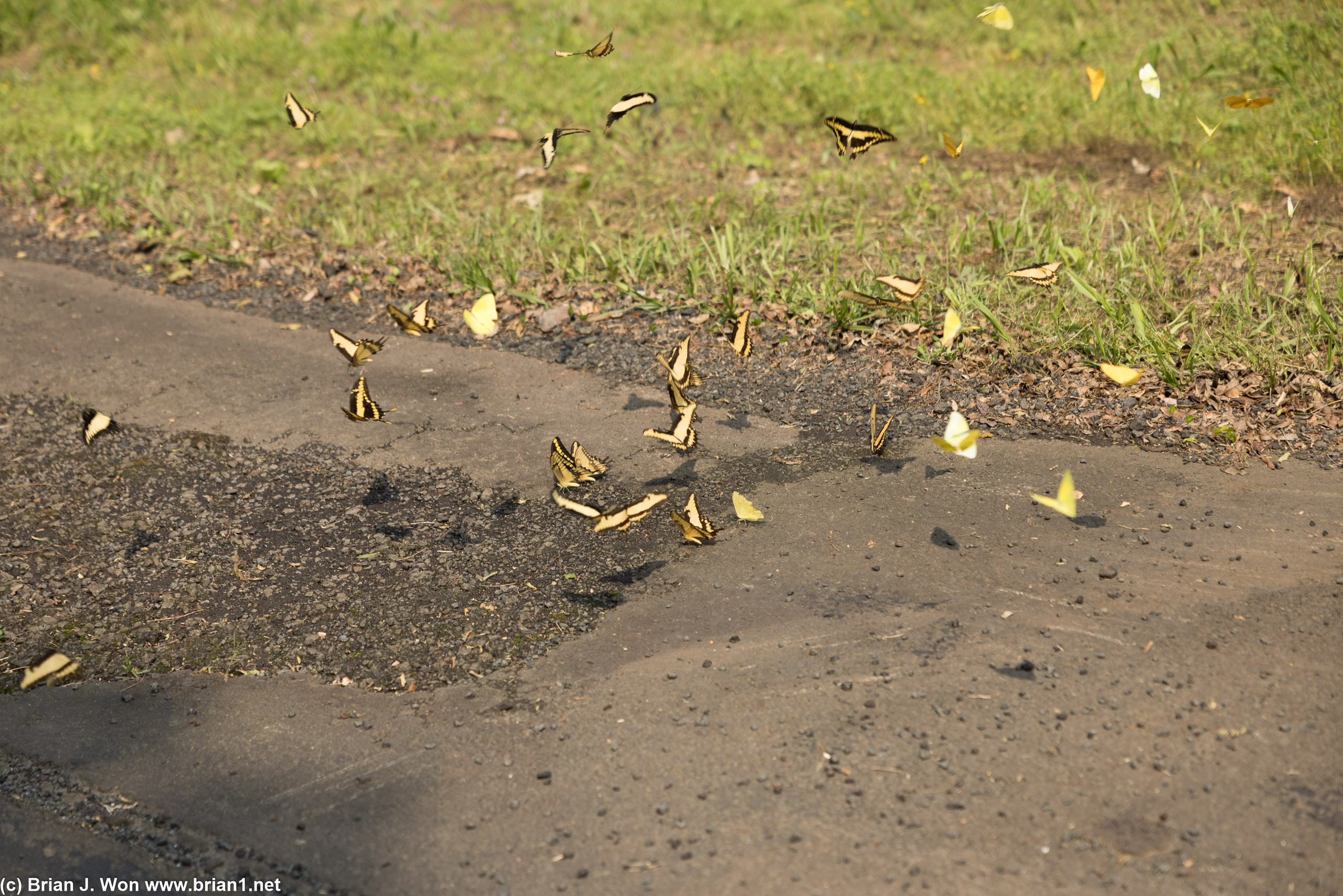 Butterflies on the side of the road.