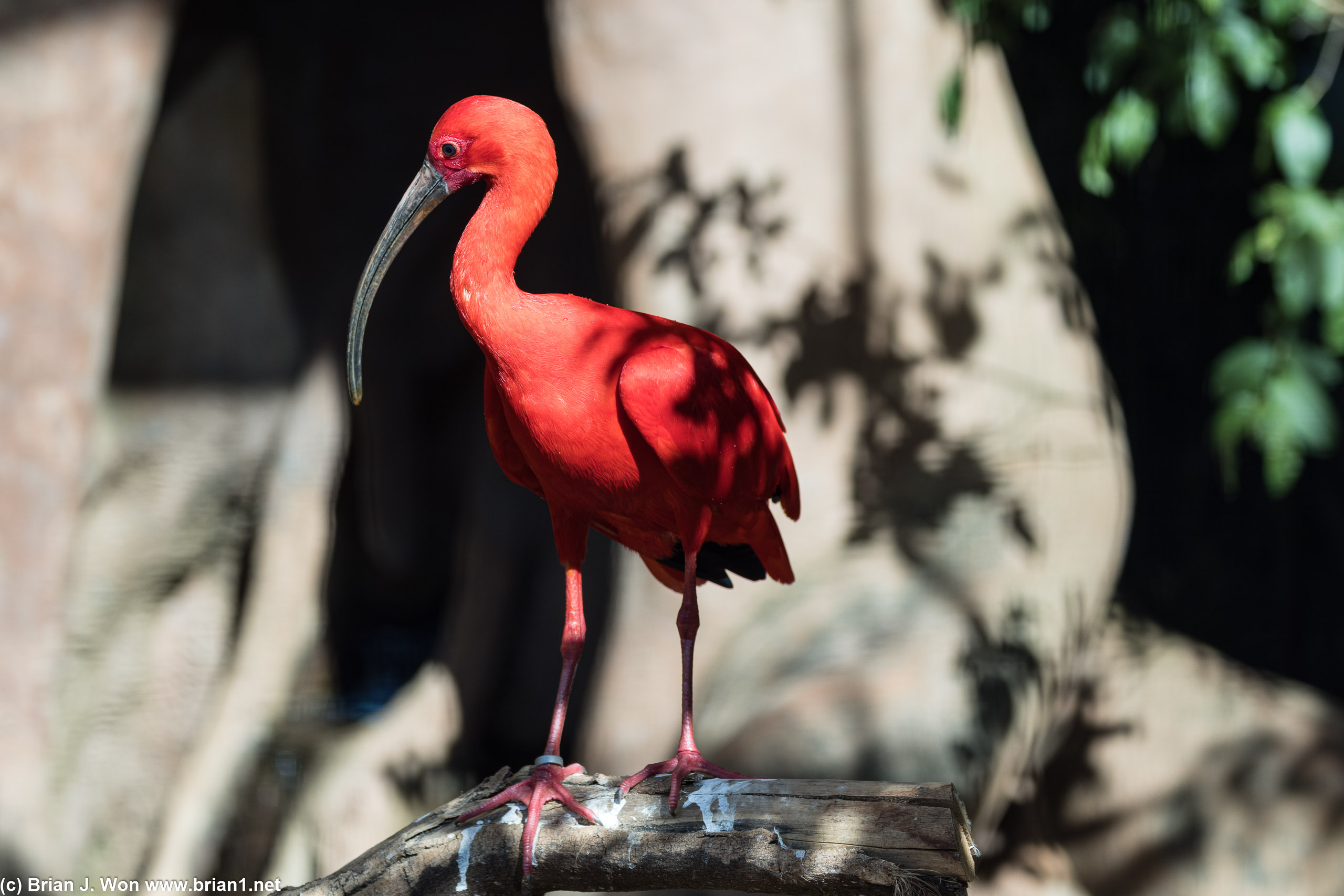 Guara, aka scarlet ibis, at Parque das Aves.