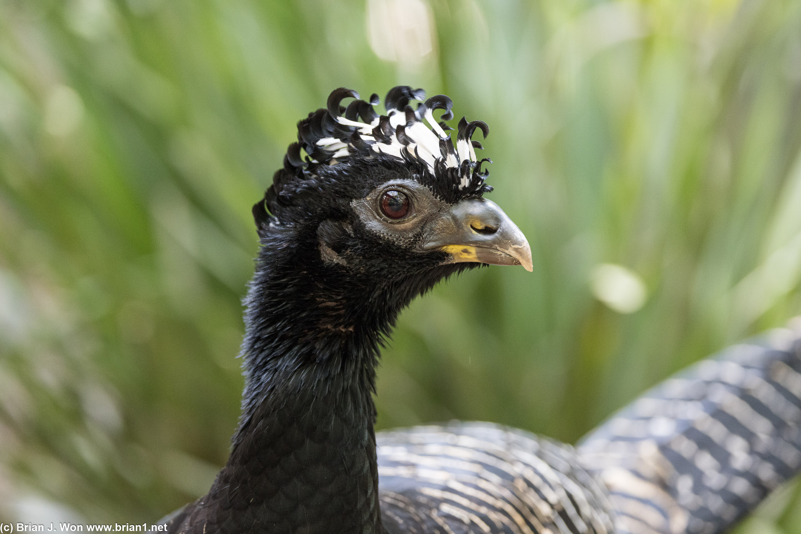 Bare-faced curassow.