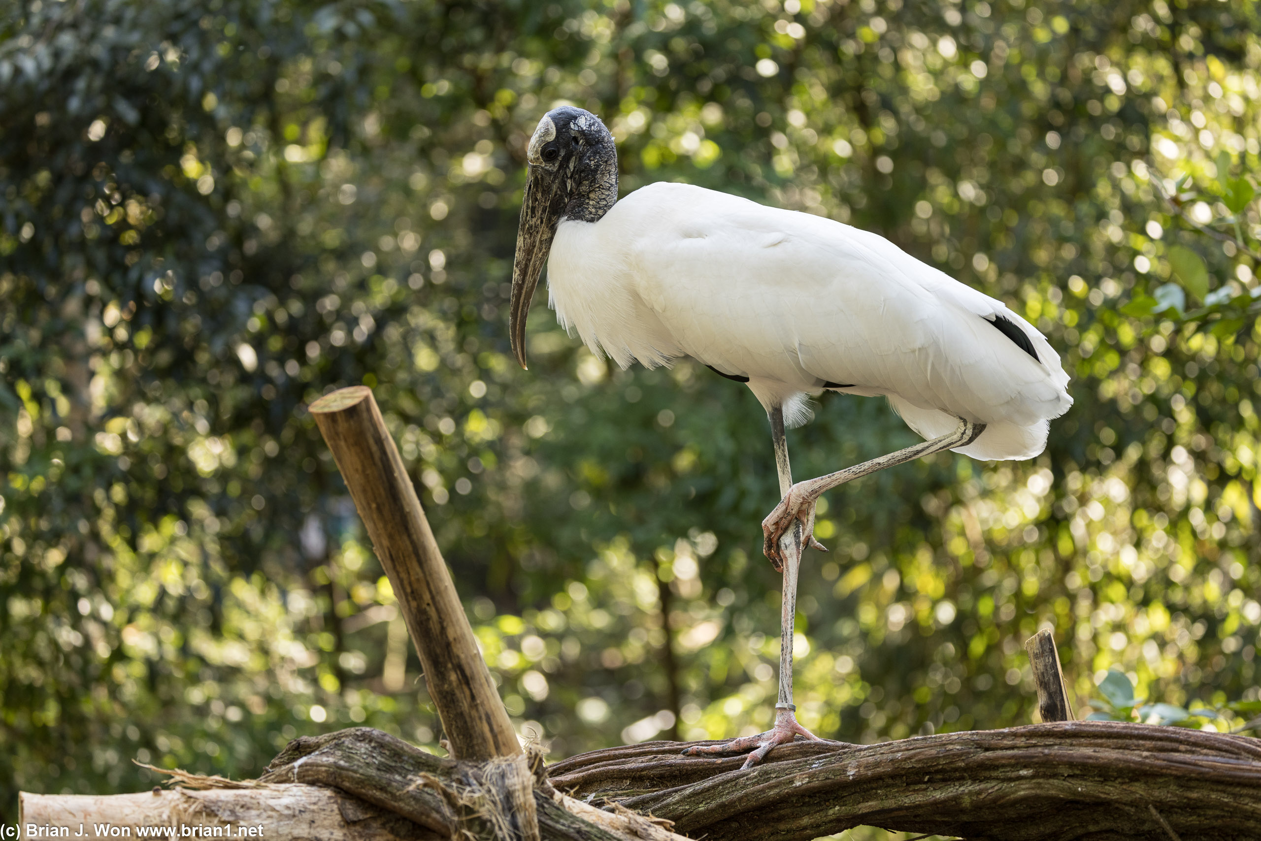 Wood stork.