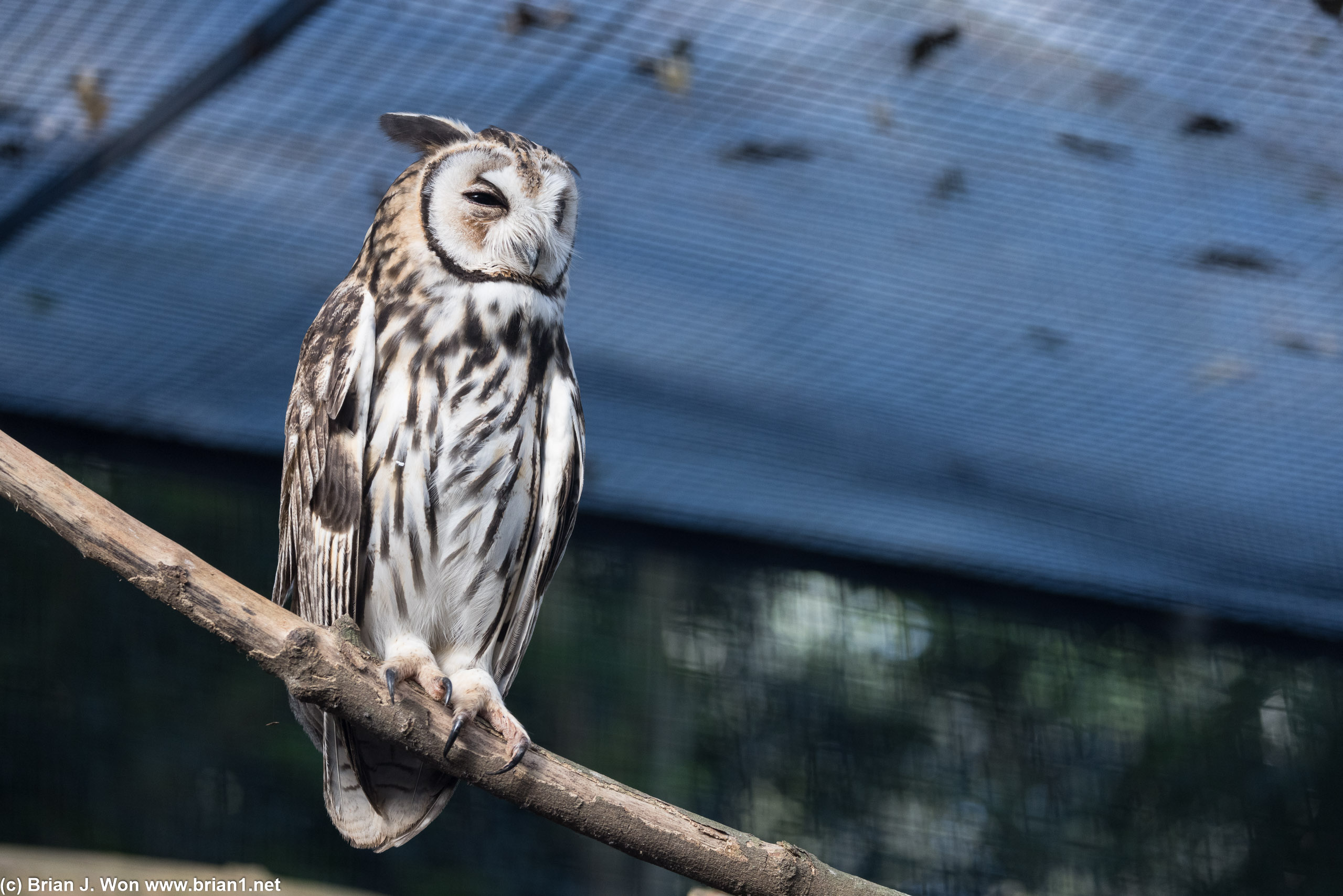 Striped owl.
