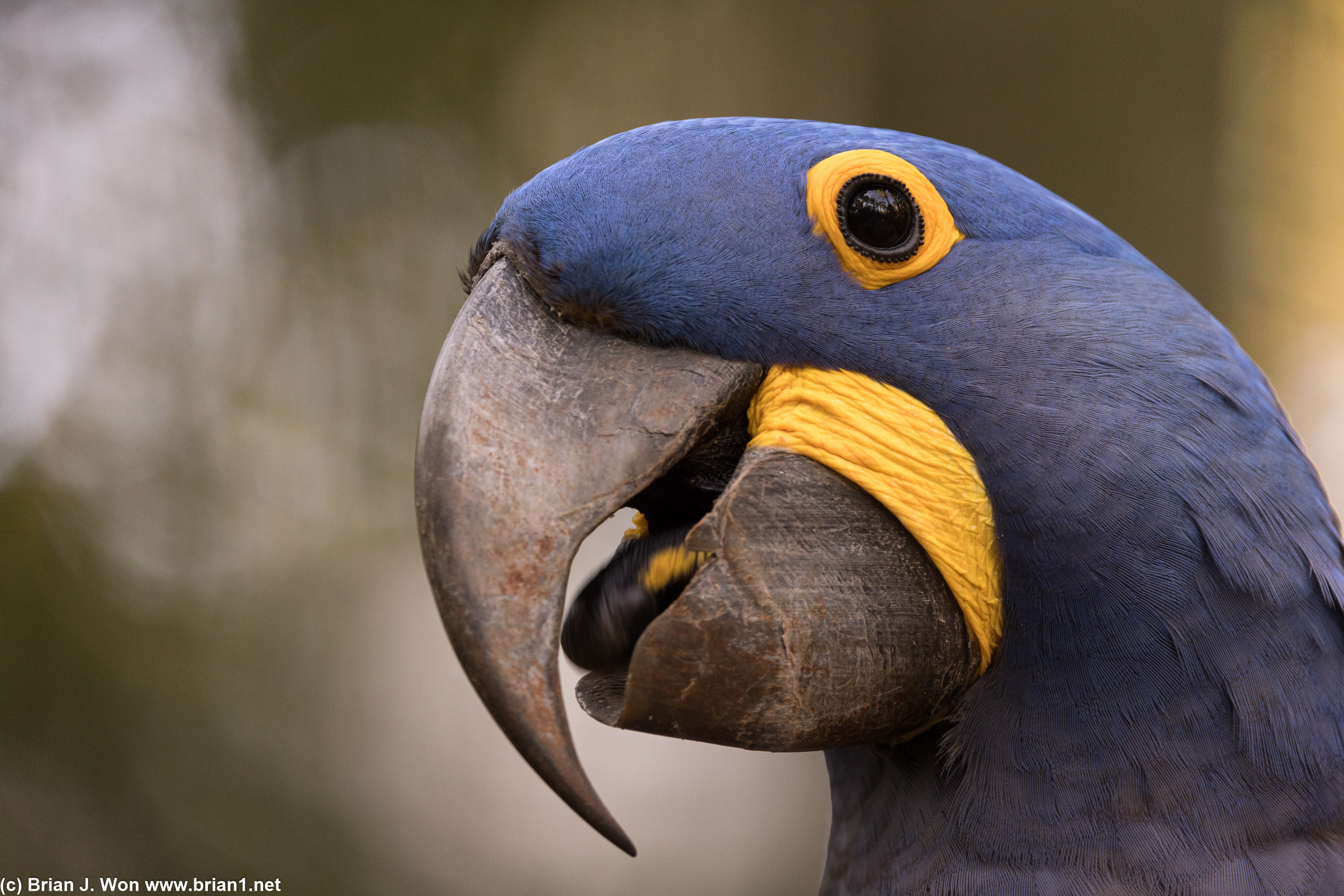 Blue-and-yellow macaw.