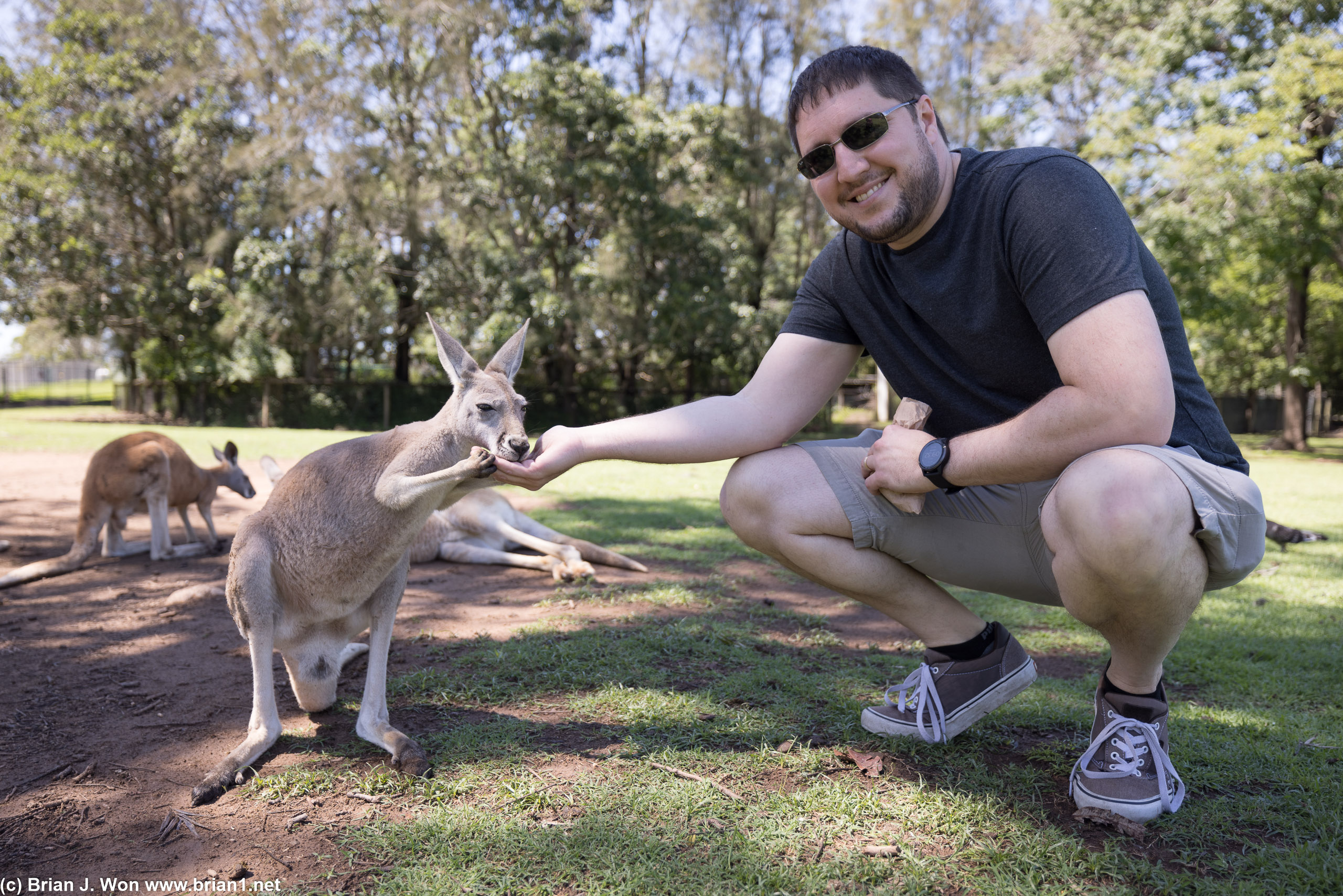Kevin found a very hungry kangaroo.